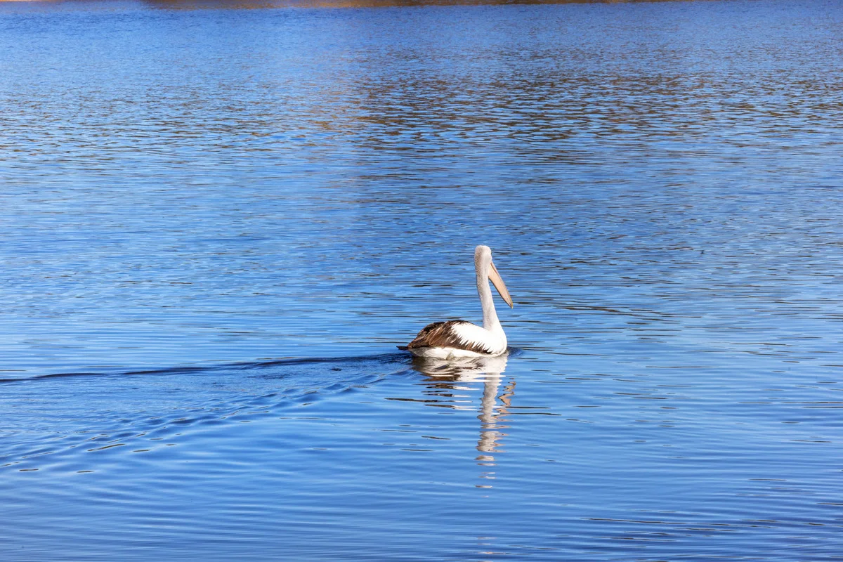 Additional image 11 of 65 Brodribb Drive, Marlo VIC 3888