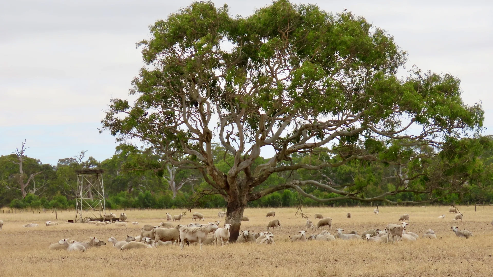 Additional image 7 of Lot 899 Mount McIntyre Road, Kalangadoo SA 5278