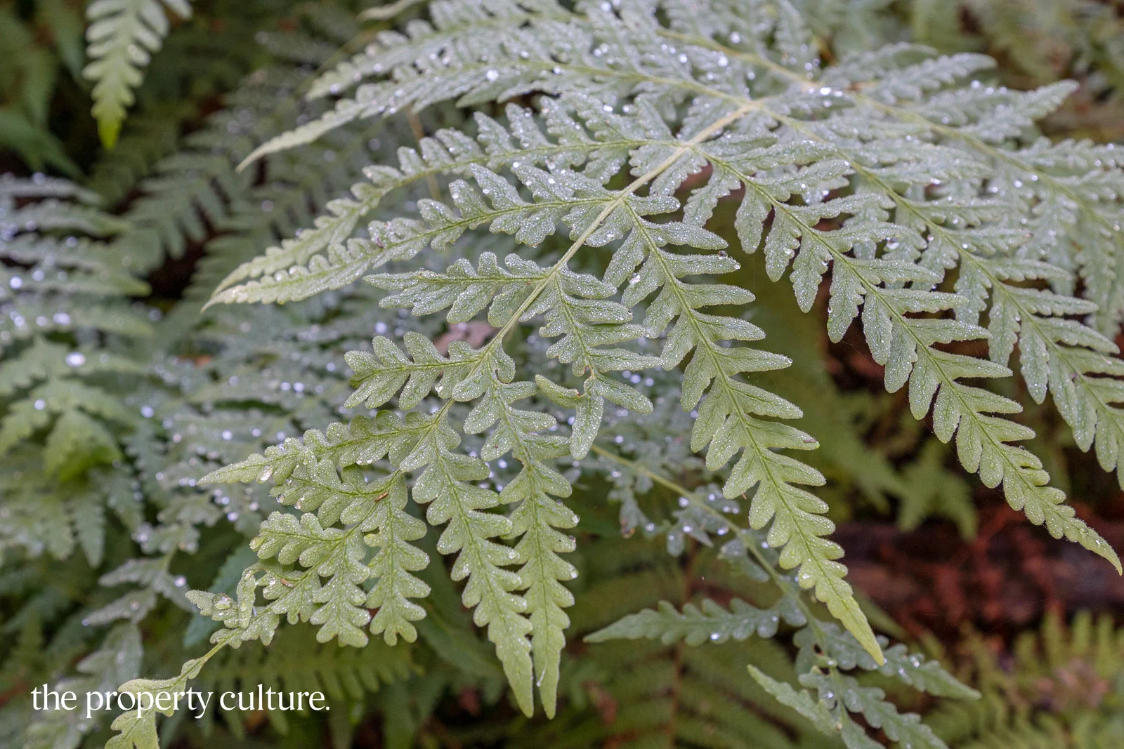 Additional image 9 of 2 Deering Street, Franklin TAS 7113