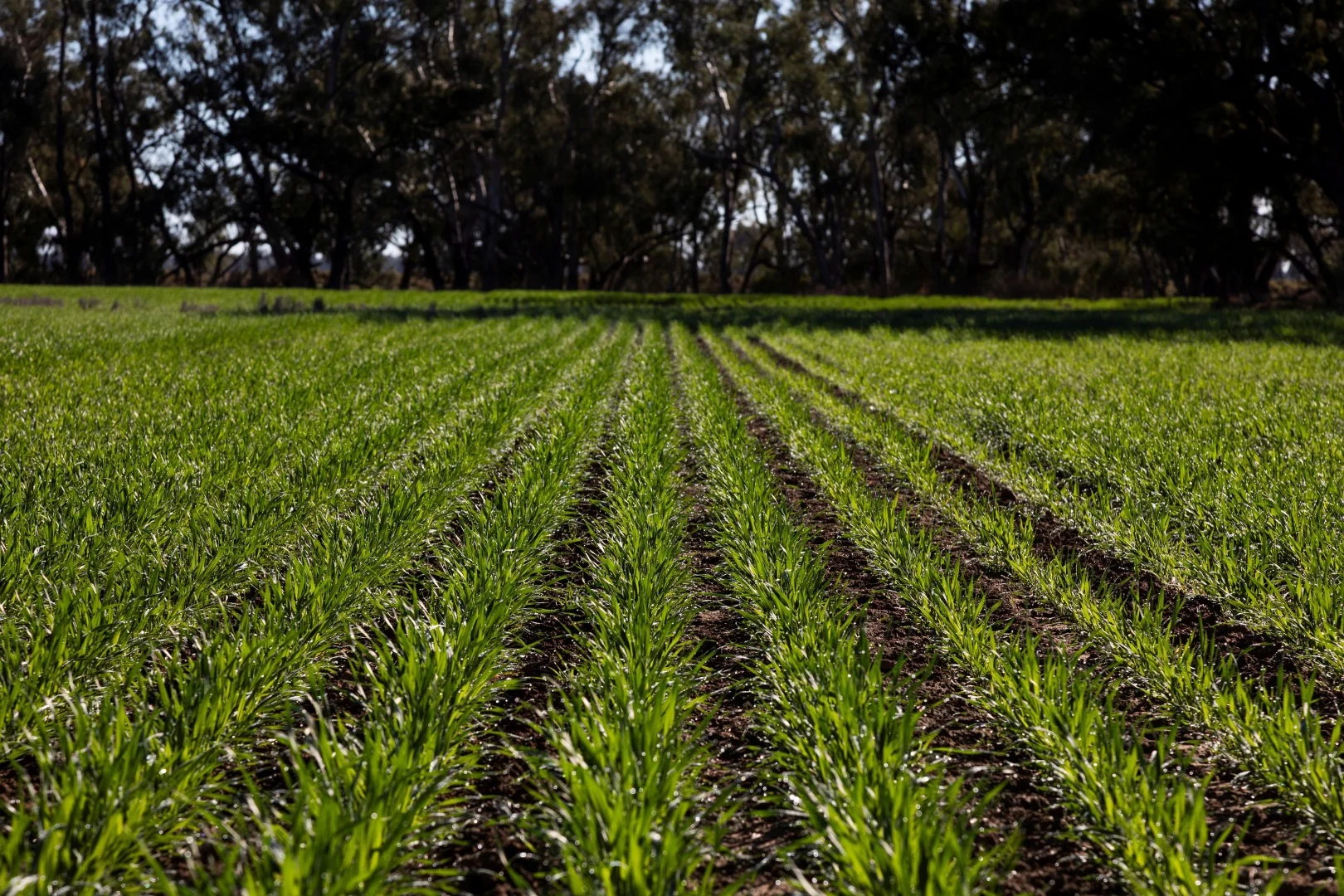 Additional image 21 of Sandy Camp & Kimaroi Sandy Camp Road, Condobolin NSW 2877