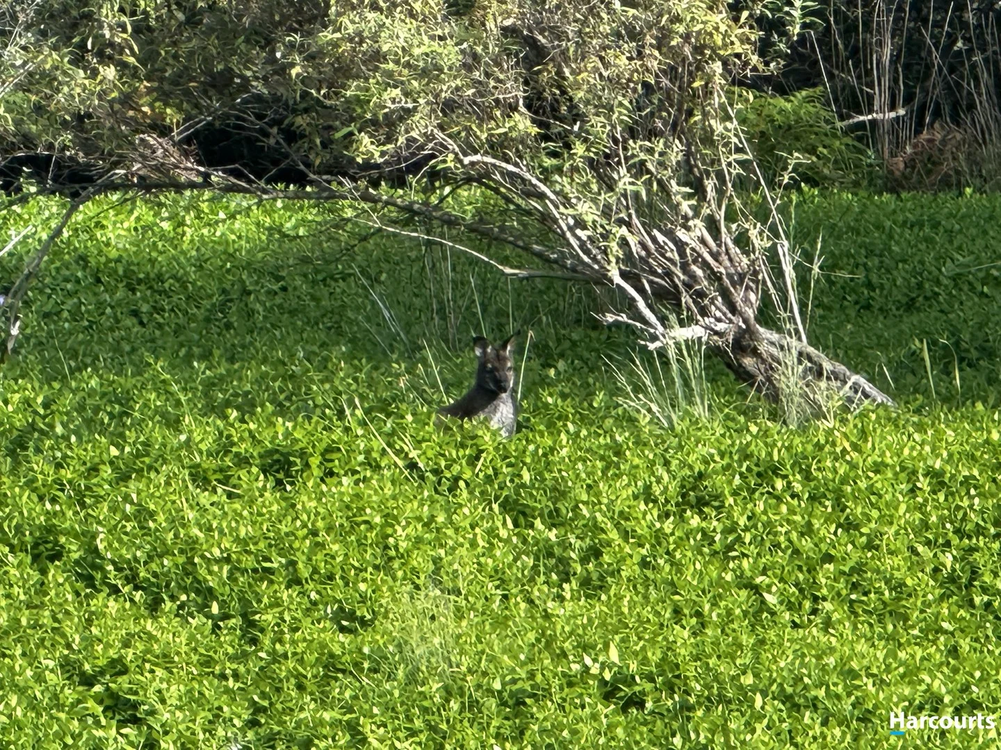 Additional image 3 of 29 John Street, Cornwall TAS 7215