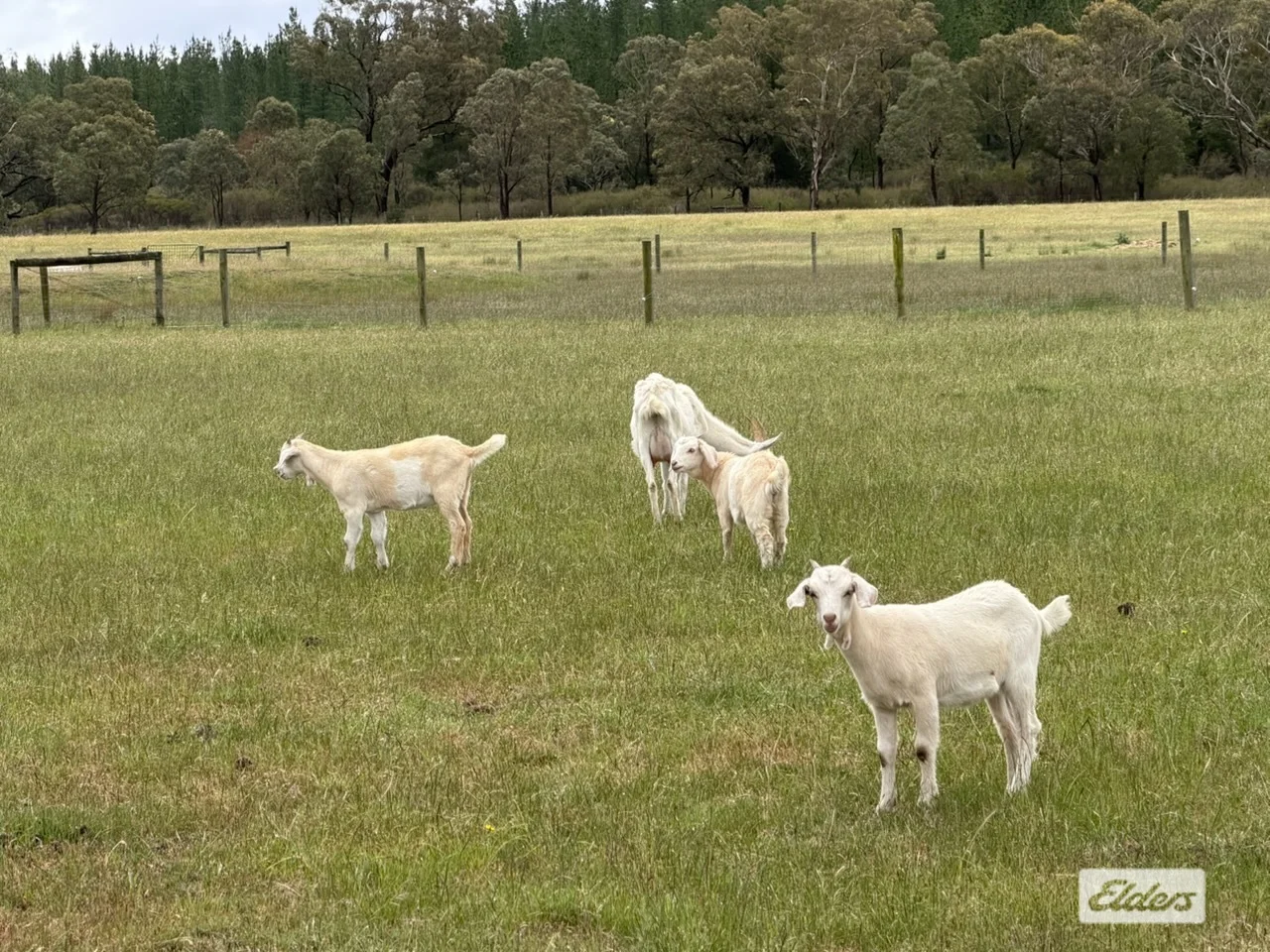 Additional image 22 of 628 Nicholls Road, Stradbroke VIC 3851