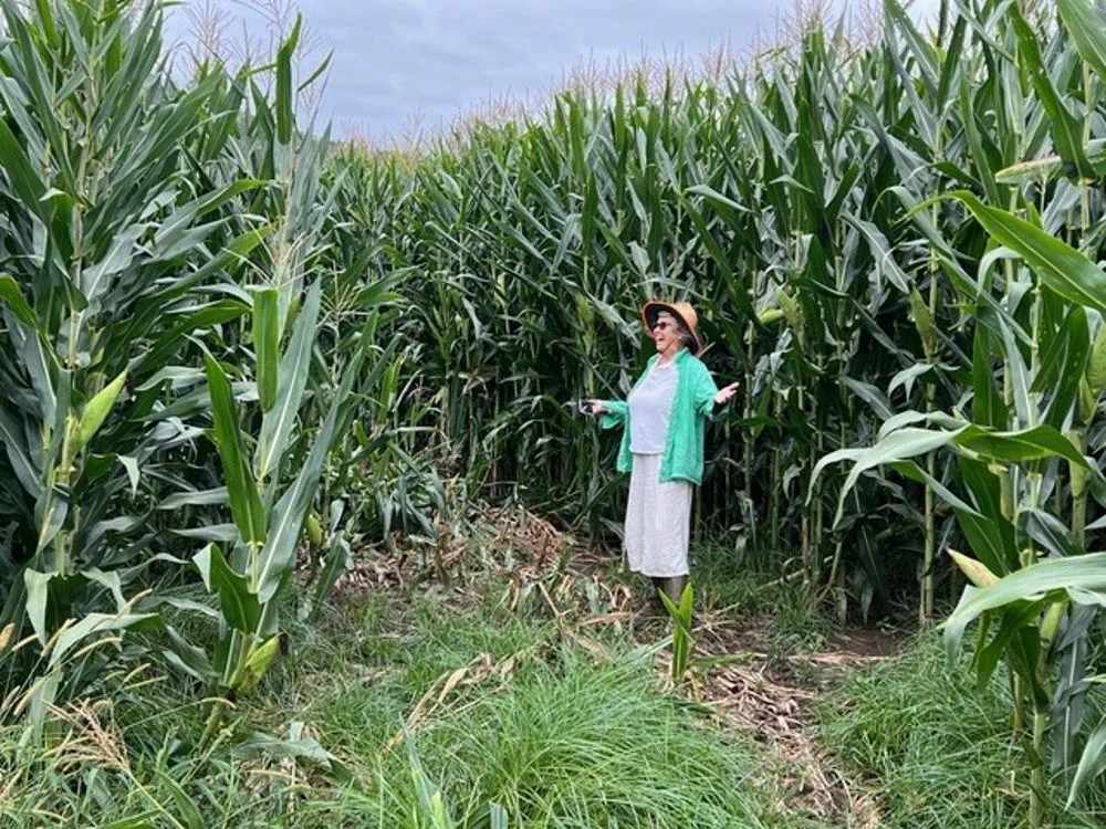 Additional image 10 of 800 Toms Gully Rd, Hickeys Creek NSW 2440