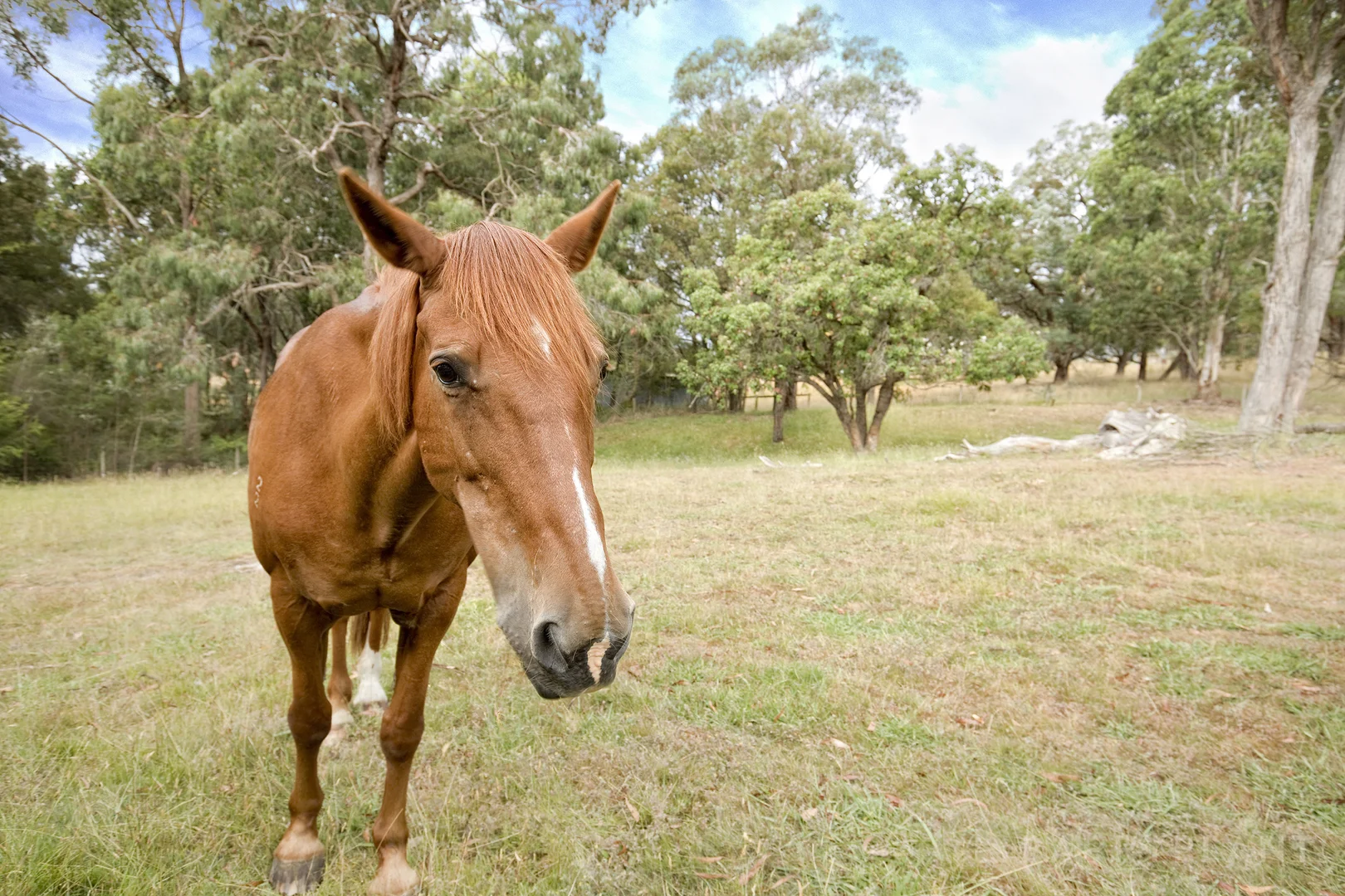 Additional image 19 of 435 Tschampions Road, Macclesfield VIC 3782