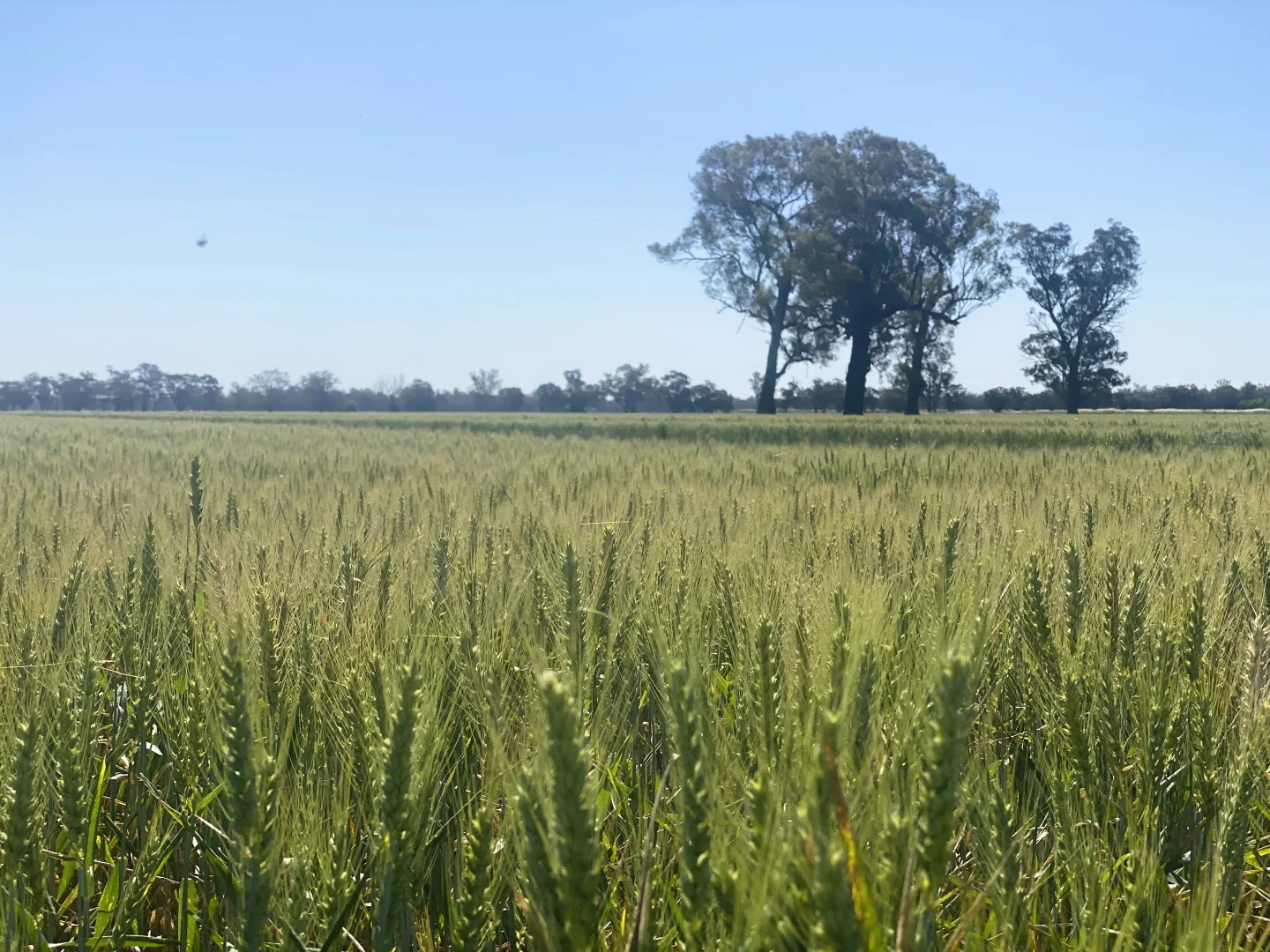 Additional image 21 of "Allandale" 7861 Lachlan Valley Way, Forbes NSW 2871