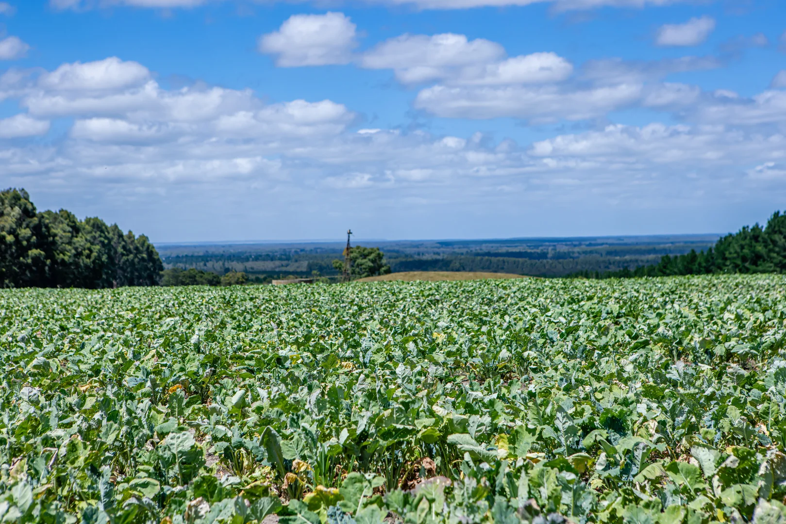 Additional image 12 of 93 The Bluff Road, Casterton VIC 3311