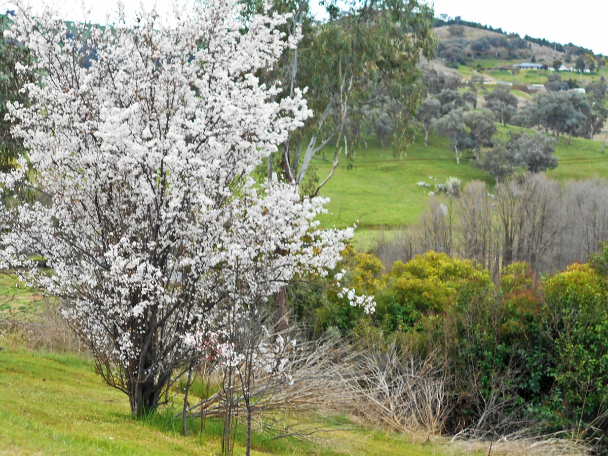 Additional image 2 of 33 Francis Ave, Gundagai NSW 2722