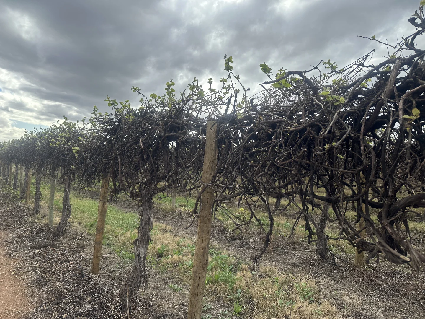 Additional image 7 of Lot 24 Tarcoola Street, Renmark West SA 5341