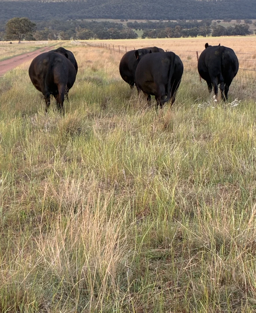 Additional image 20 of 2824 Neilrex Road, Neilrex NSW 2831