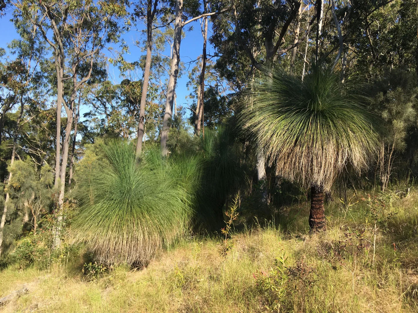 Additional image 6 of Lot 73 Lillipilli Close, Booral NSW 2425
