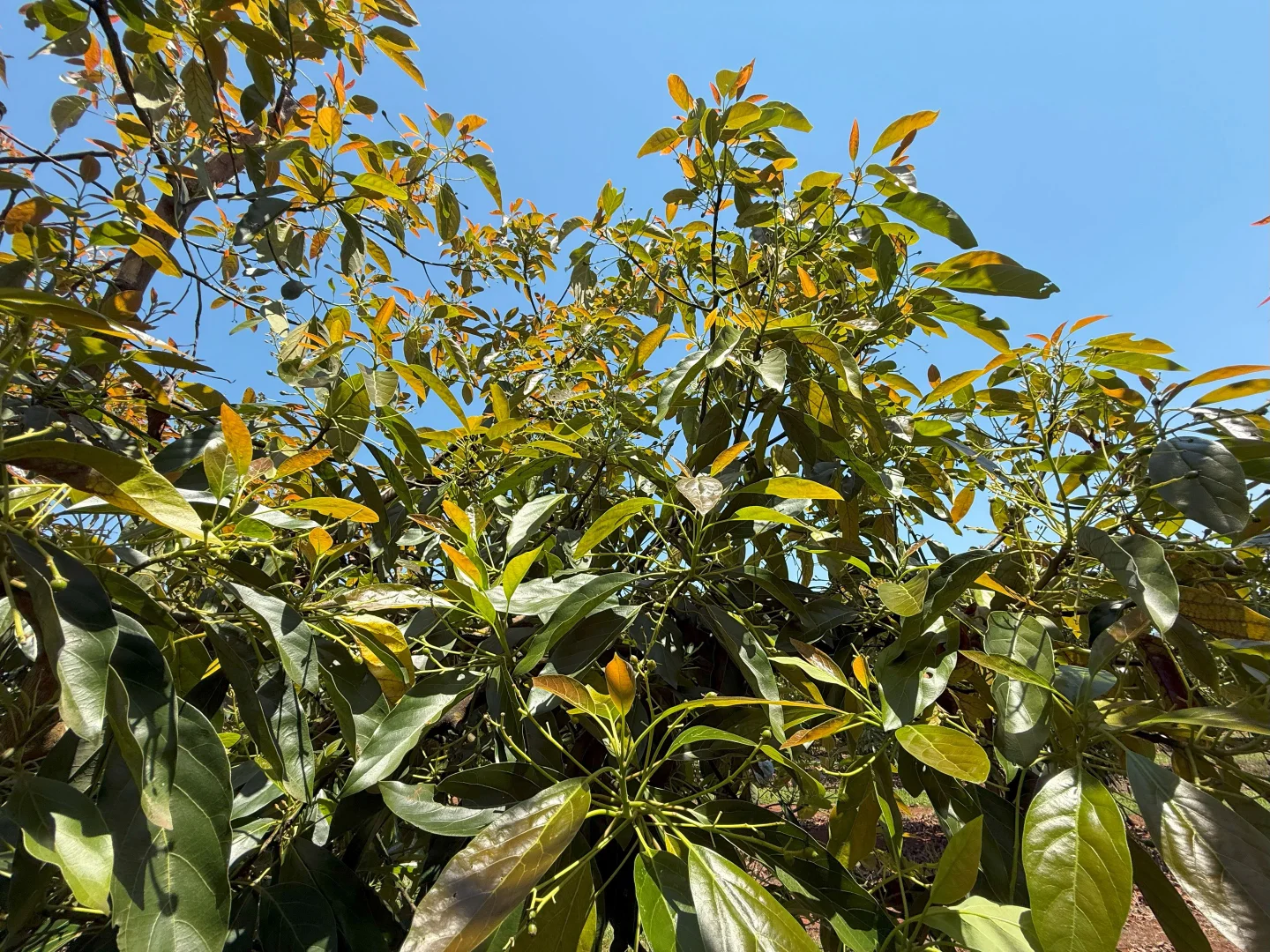 Additional image 67 of 767 Peeramon Road, Peeramon QLD 4885