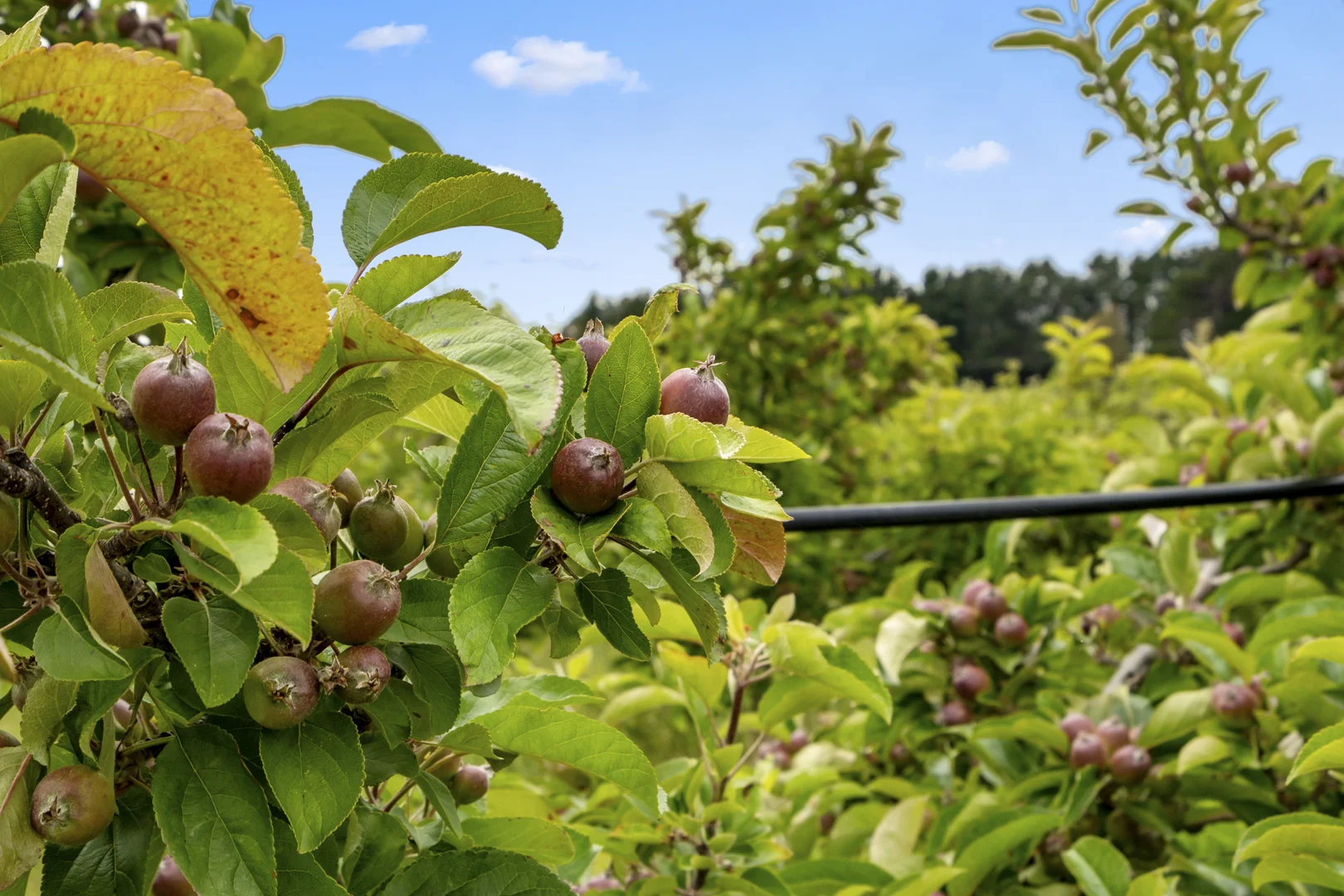 Additional image 9 of Lot  1 Flakemore Road, Franklin TAS 7113