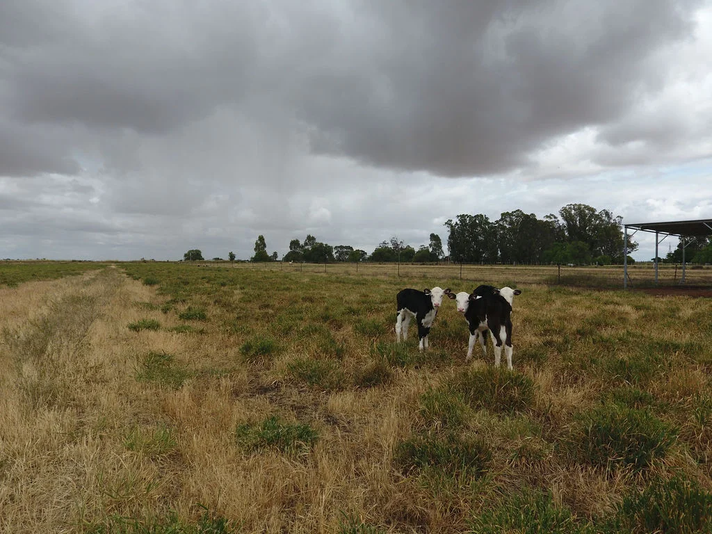 Additional image 18 of 1321 Koondrook Murrabit Road, Myall VIC 3579