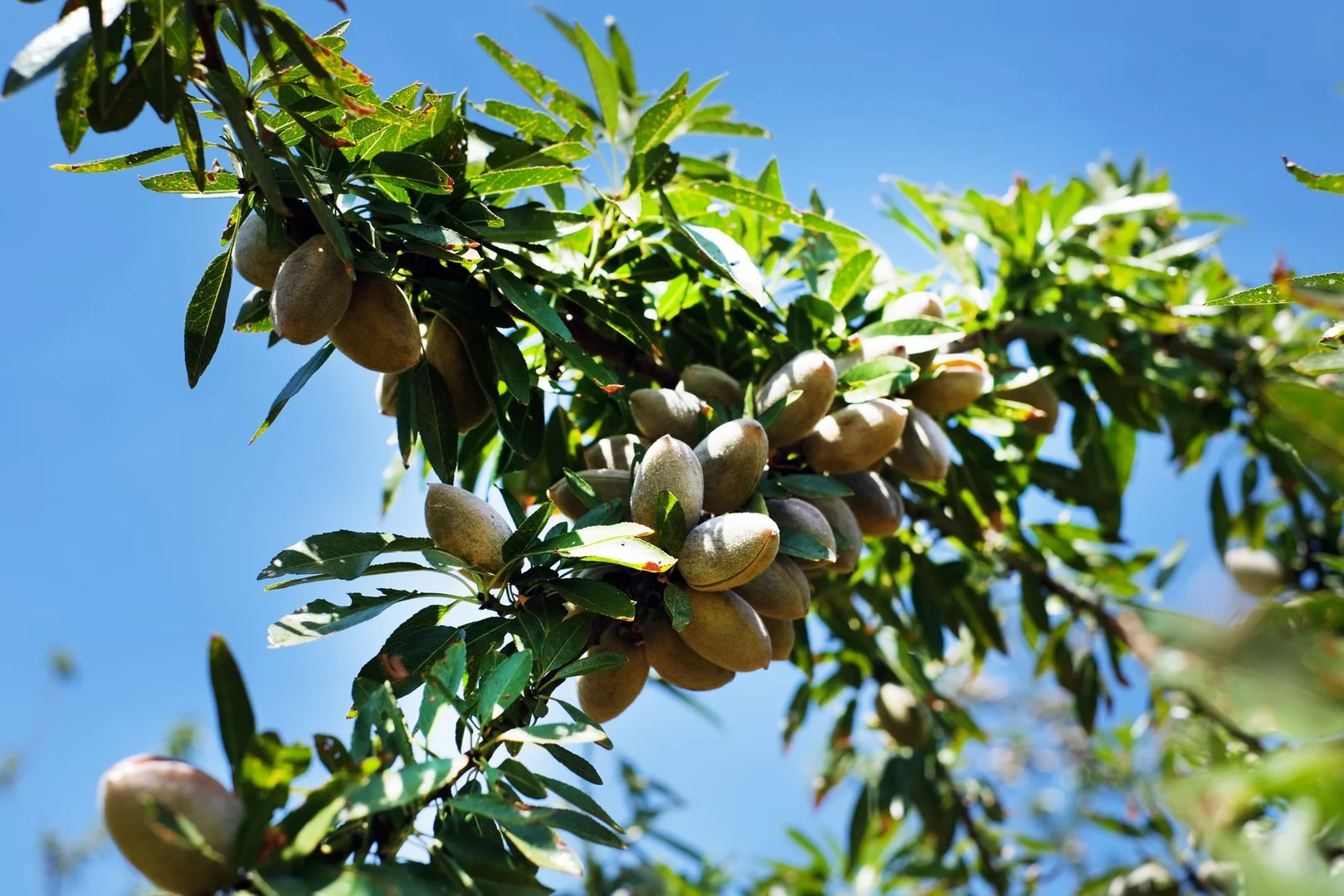 Additional image 5 of 182 Carey Street and 210 Dumosa Street, Red Cliffs VIC 3496