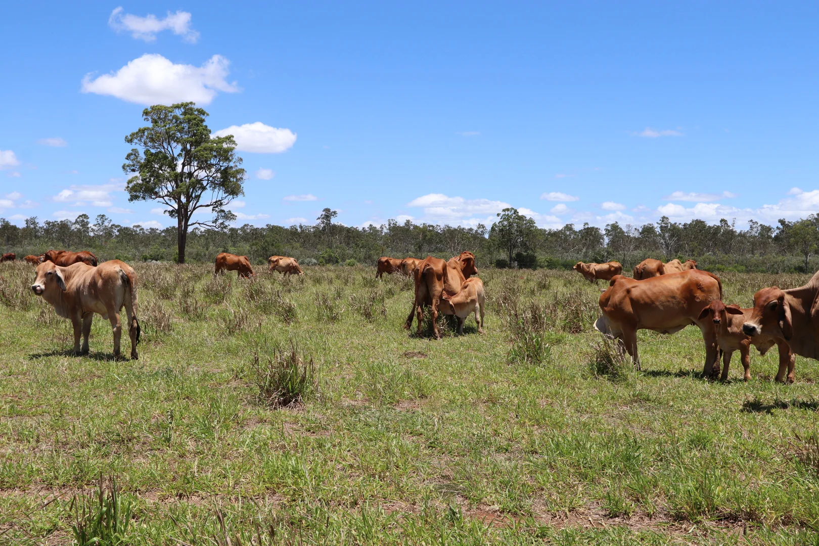 Additional image 15 of 330 Doonside Road, Jardine QLD 4702