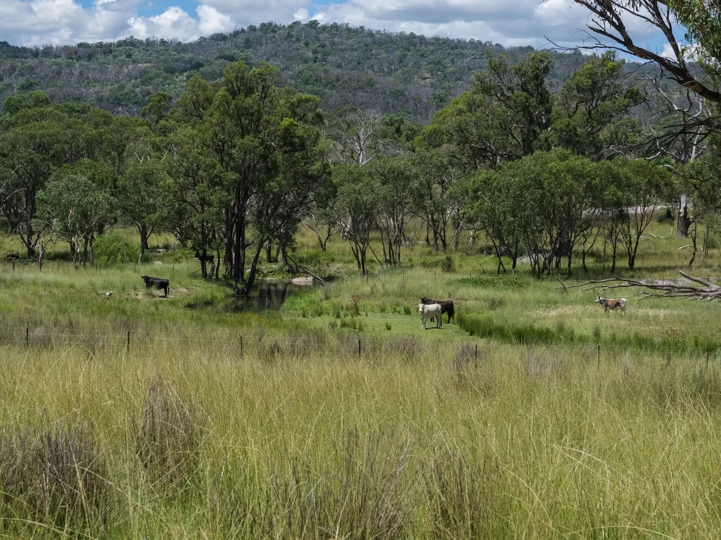 Additional image 3 of 778 Torryburn Road, Yarrowyck NSW 2358