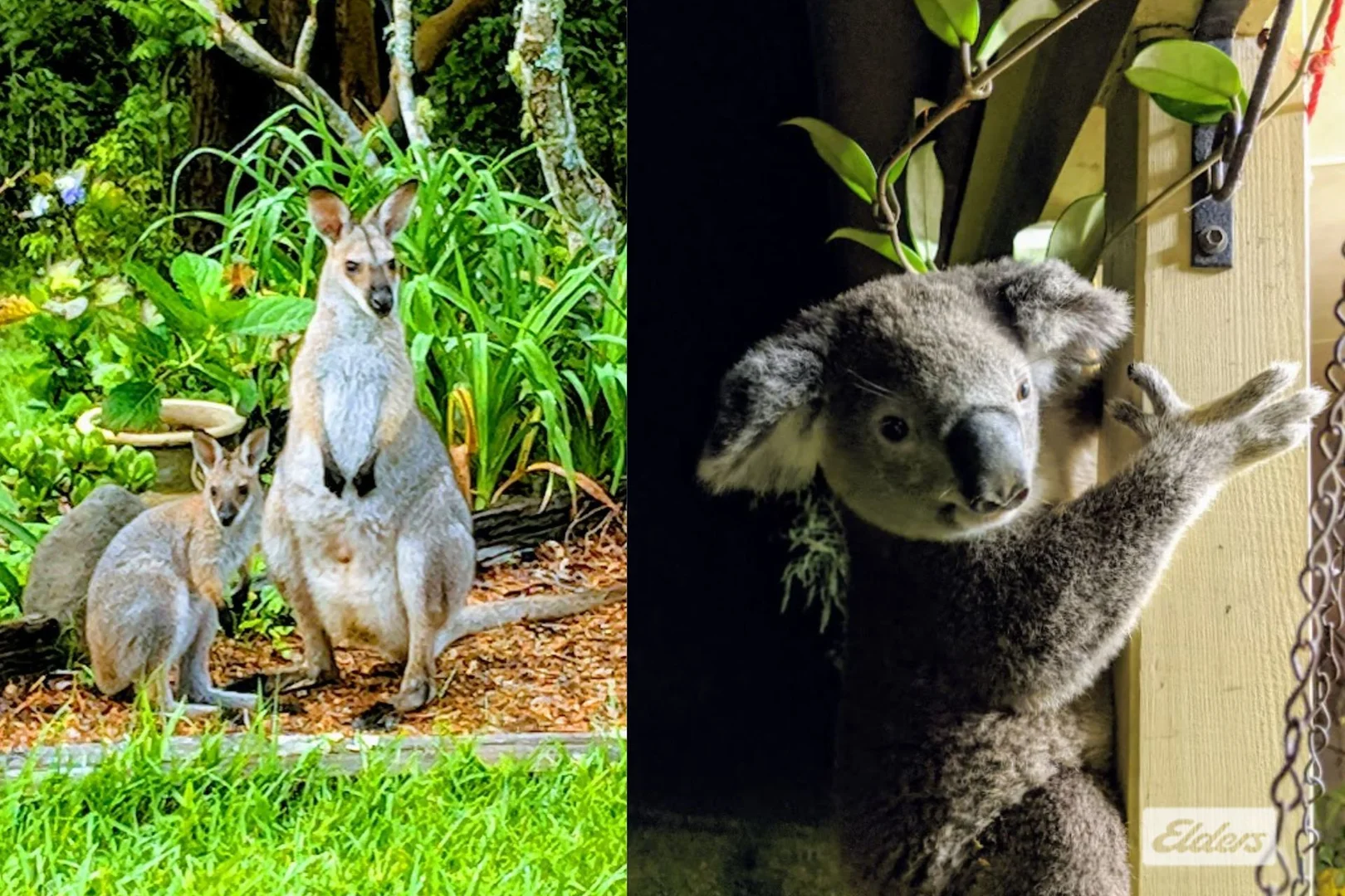 Additional image 22 of 185 Stoddarts Road, Tyalgum Creek NSW 2484