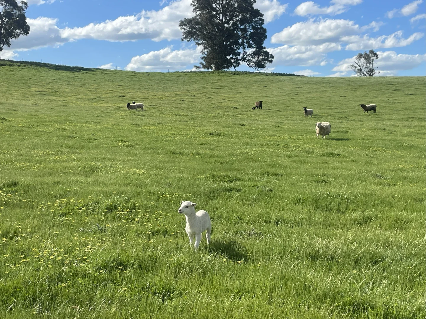Additional image 2 of Lot 70 Cooney's Creek Road, Jugiong NSW 2726