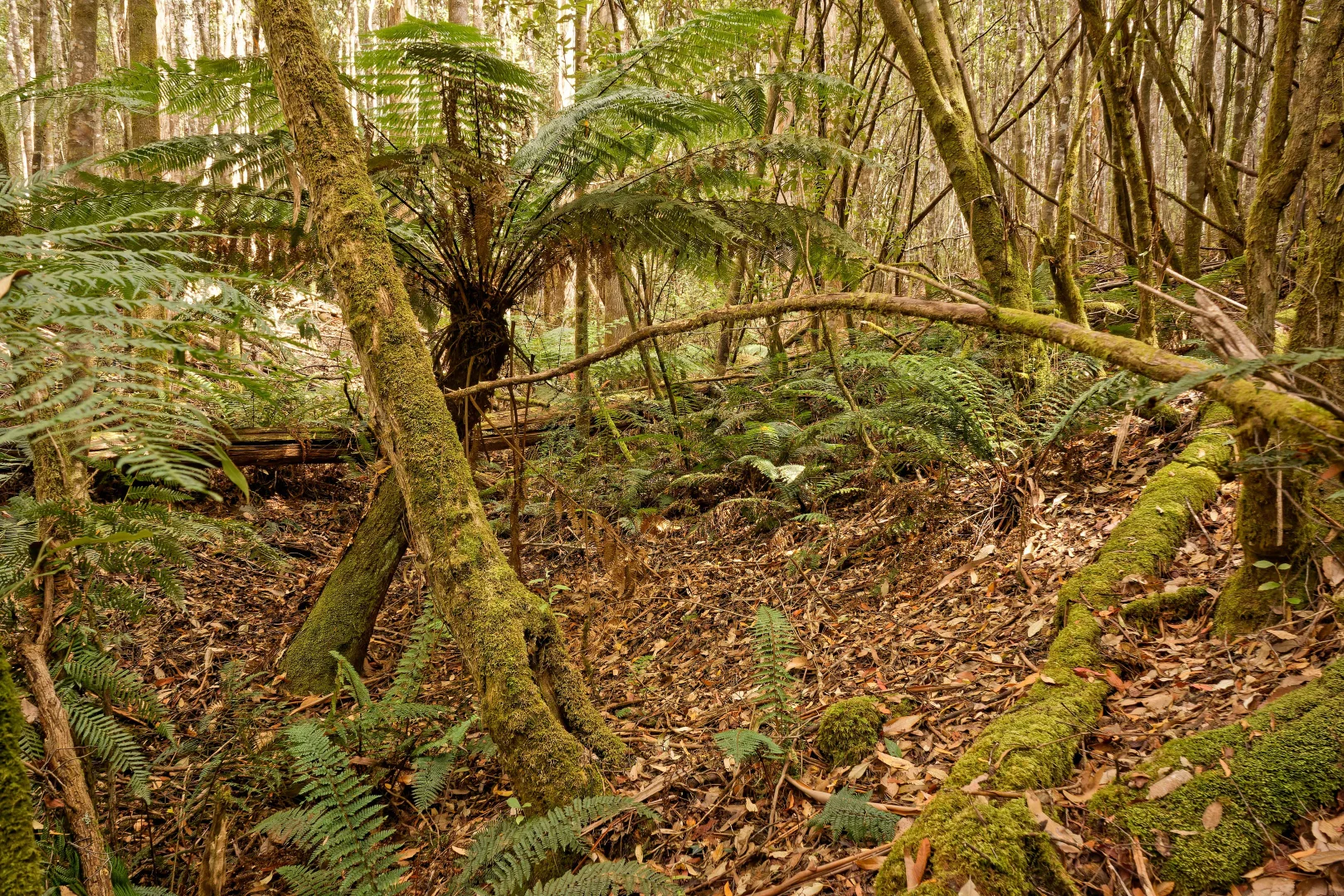 Additional image 6 of Lot 1, 660 Larcombes Road, Reedy Marsh TAS 7304