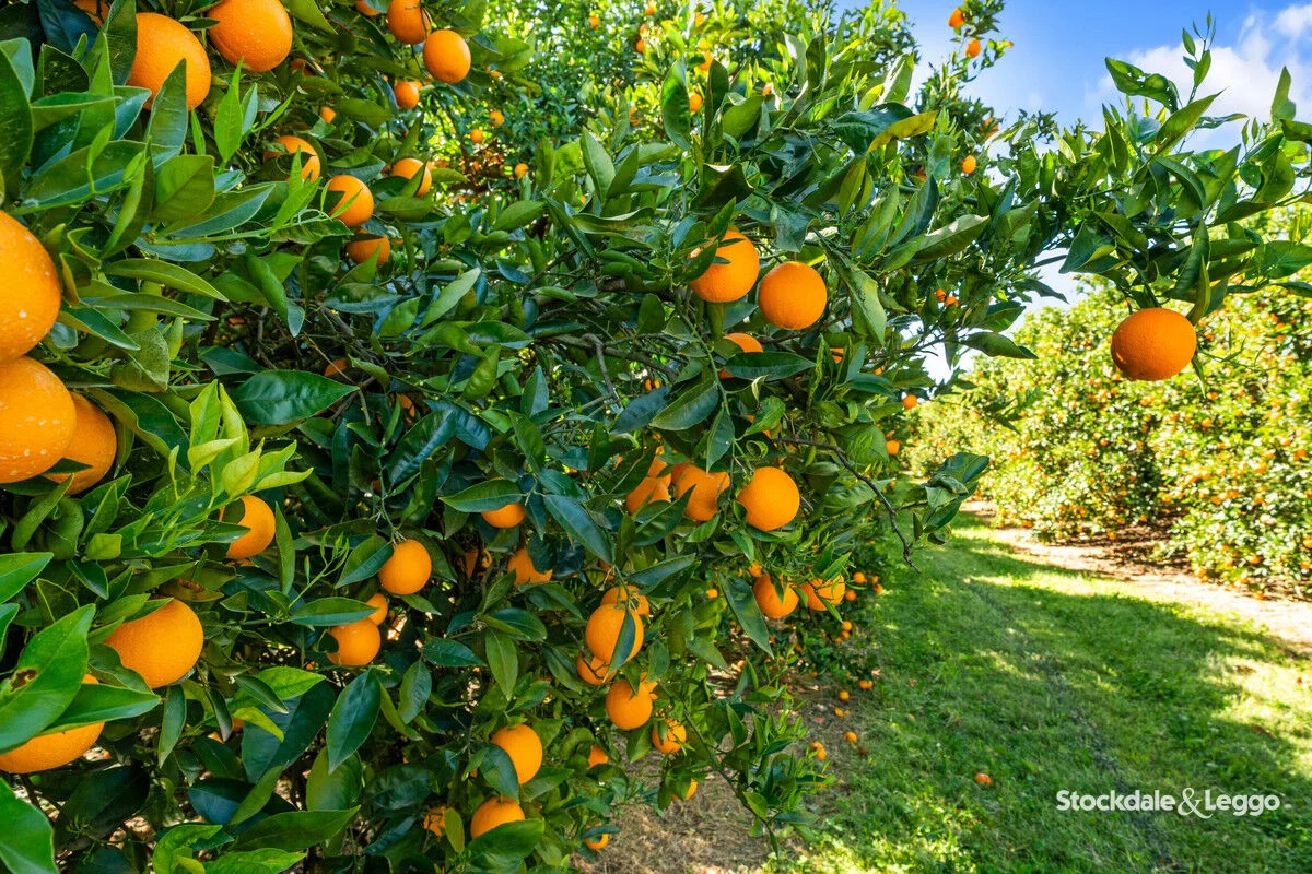 Additional image 31 of 154-198 Torgannah Road, Koonoomoo VIC 3644