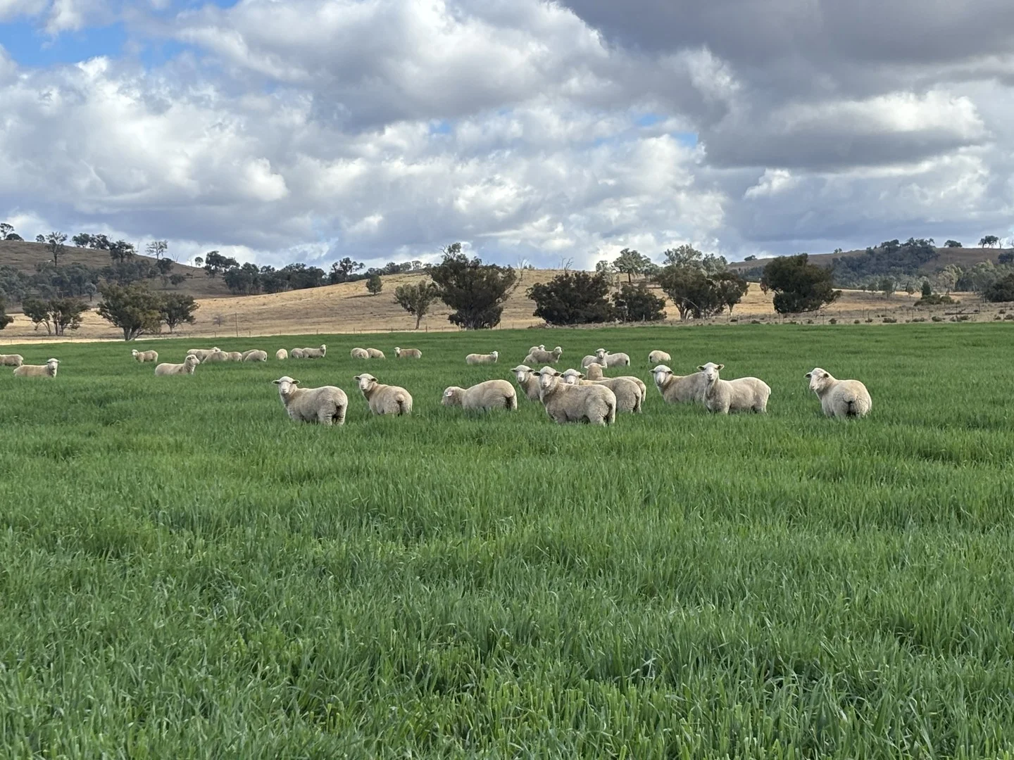 Additional image 2 of 1198 Bukkulla Road, Ashford NSW 2361