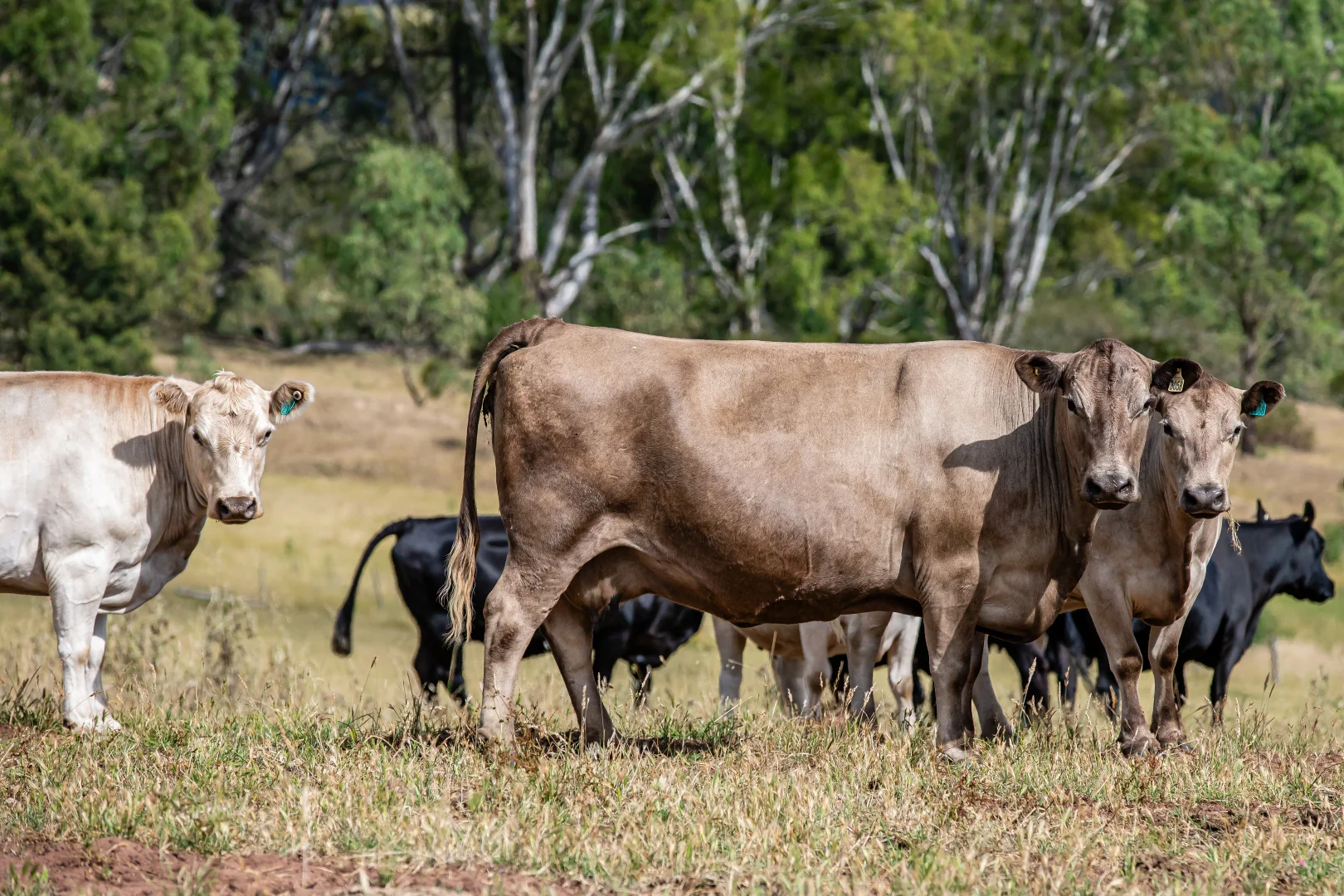 Additional image 10 of 93 The Bluff Road, Casterton VIC 3311