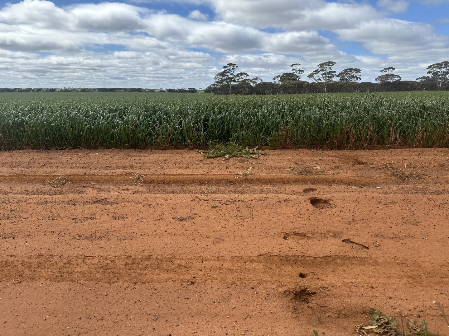 Additional image 51 of 3279 Calzoni Road, Hyden WA 6359