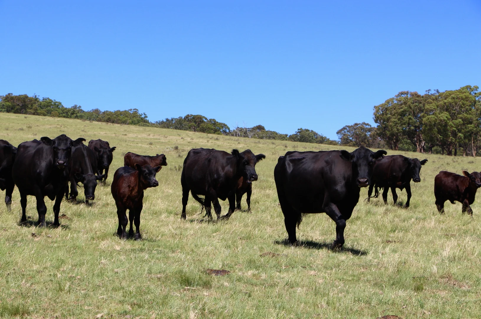 Additional image 11 of 134 Ruwenzorie Rd Wellingrove, Glen Innes NSW 2370