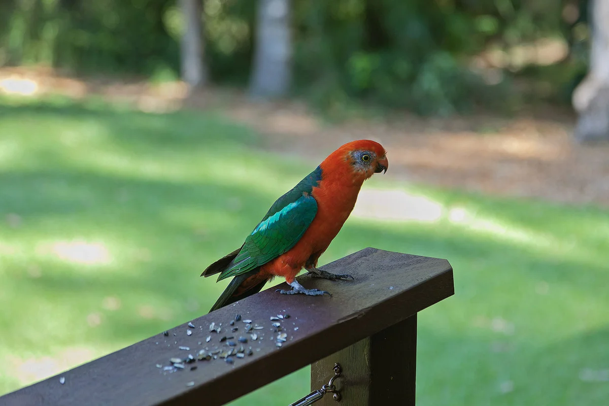 Additional image 16 of 11 Kelly Court, Lake Macdonald QLD 4563