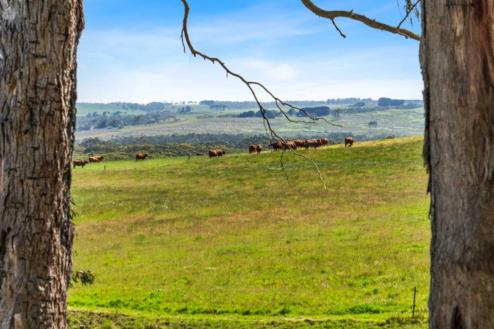 Additional image 13 of 876 Cobden Port Campbell Road, Scotts Creek VIC 3267