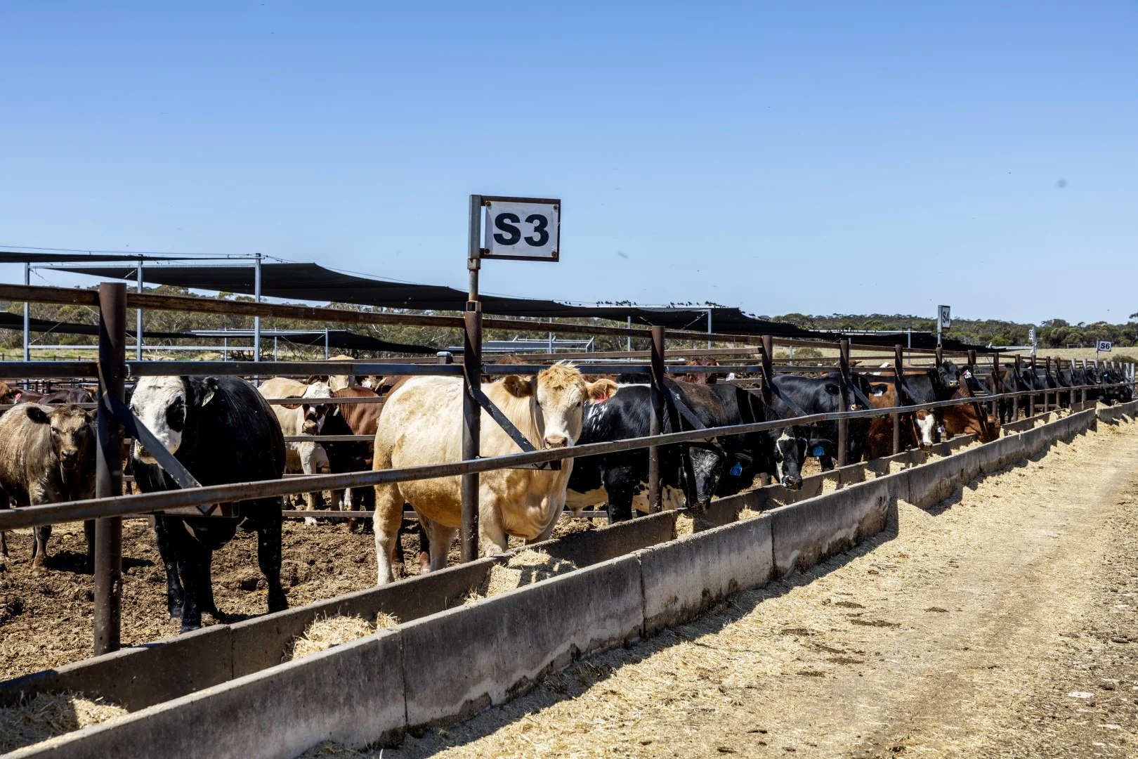 Additional image 8 of 1156 Parrakie North Road, Lameroo SA 5302