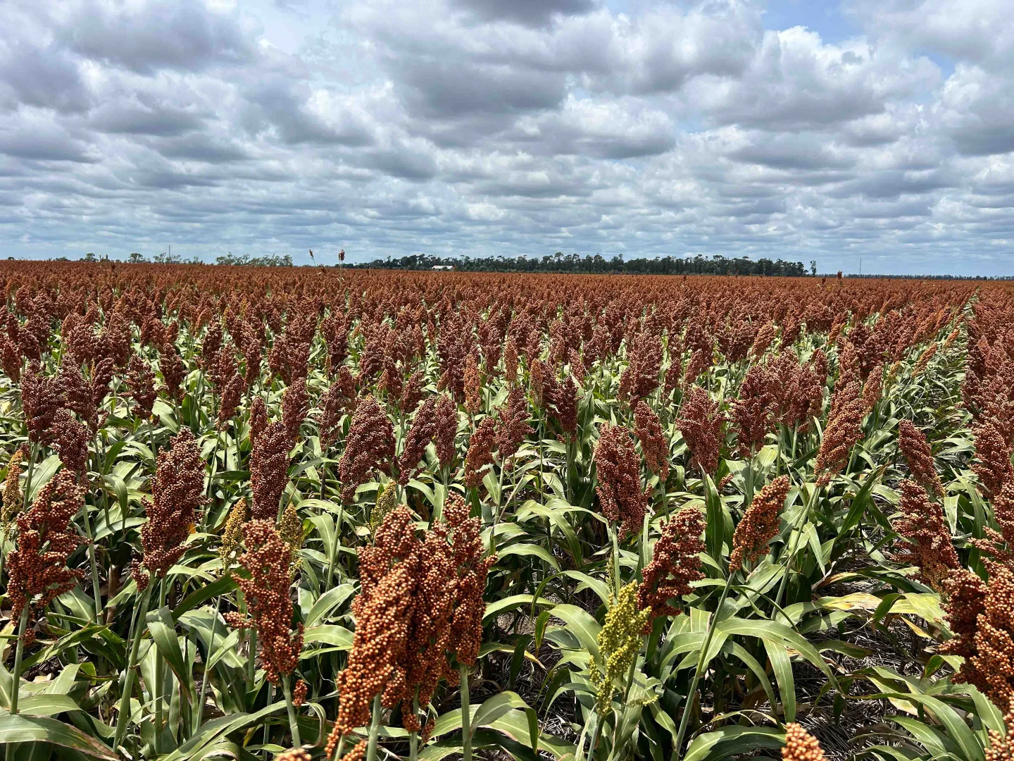 Additional image 3 of Jandowae QLD 4410