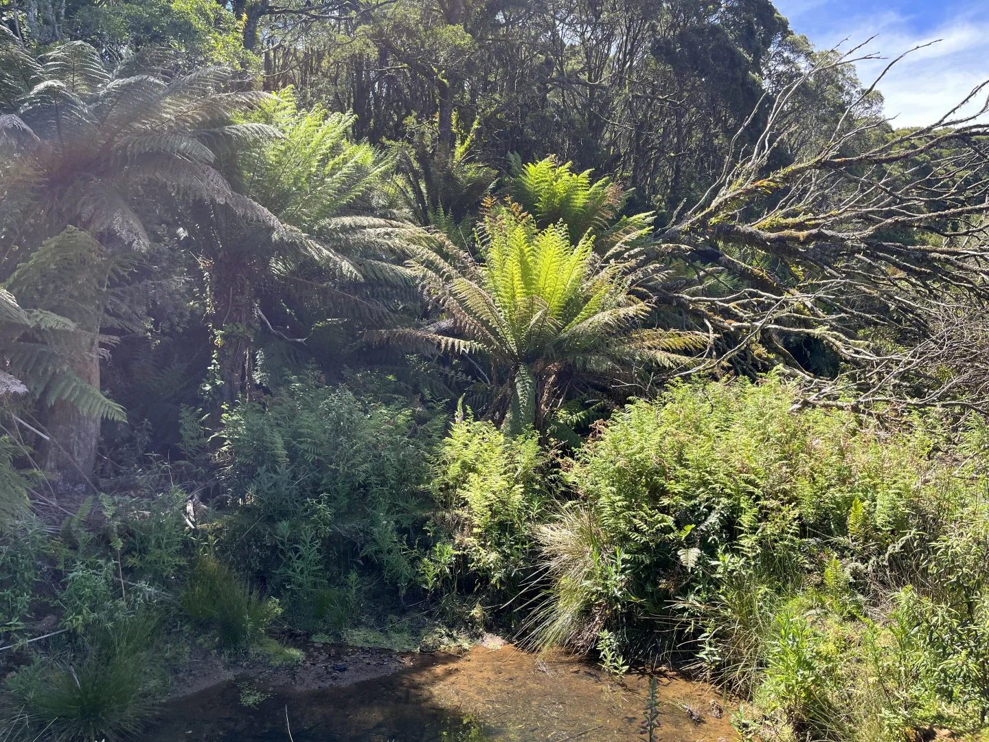 Additional image 21 of 28834 Tasman Highway, Weldborough TAS 7264