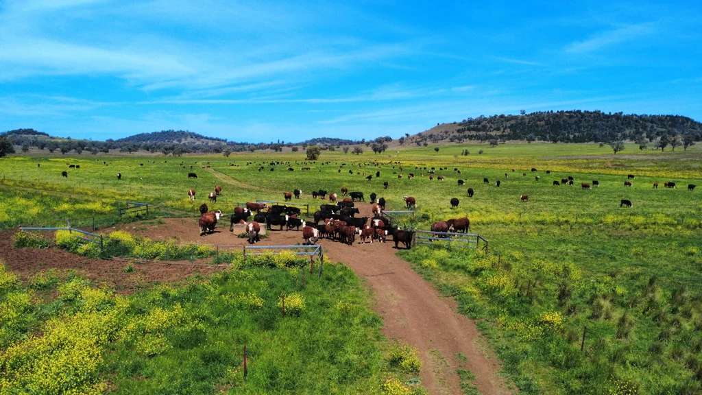 Additional image 10 of Gunnedah NSW 2380