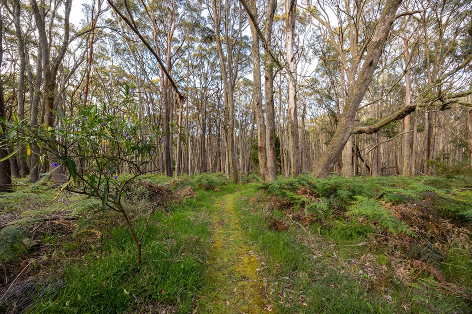 Additional image 27 of 51 Scarffs Road North, Buninyong VIC 3357
