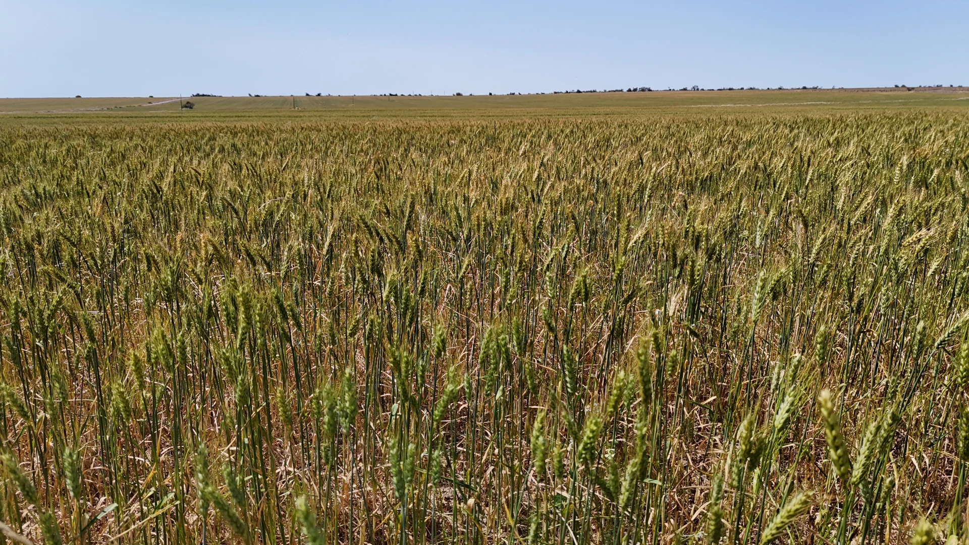 Additional image 7 of 2064 Binnu Road East, Ogilvie WA 6535