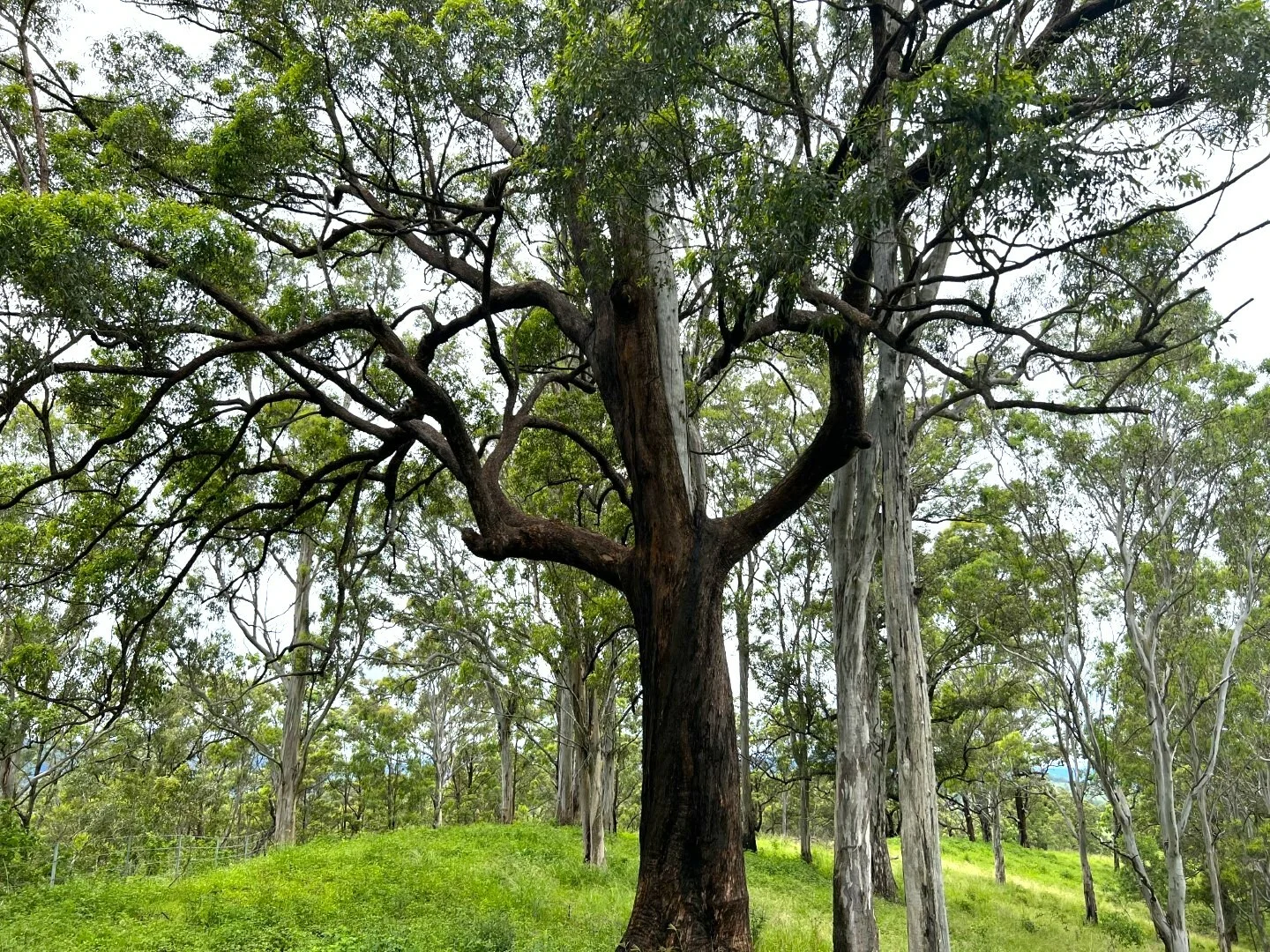 Additional image 31 of 59 Wyndham Road, Wyneden NSW 2474