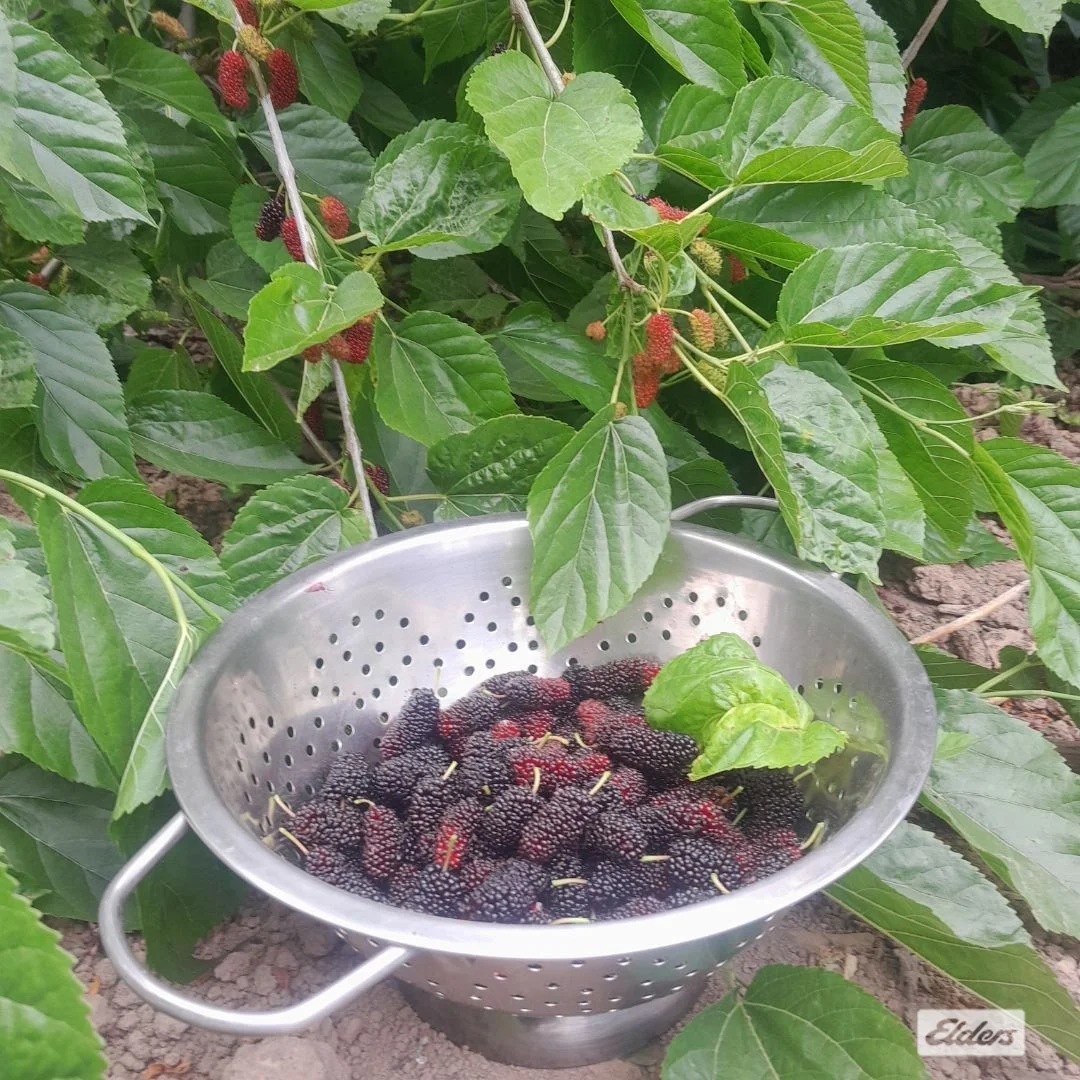 Additional image 21 of 68 Urana Street, The Rock NSW 2655