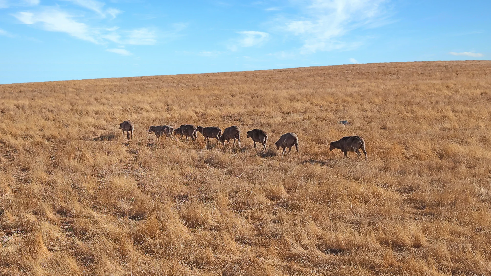 Additional image 24 of 83 Kelly Road, Undalya SA 5451