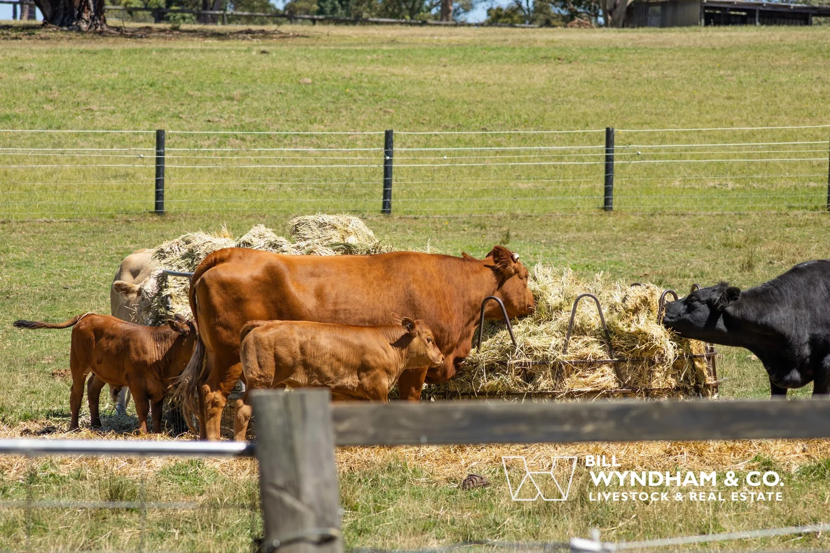 Additional image 22 of 10 Hazeldene Crescent, Nicholson VIC 3882