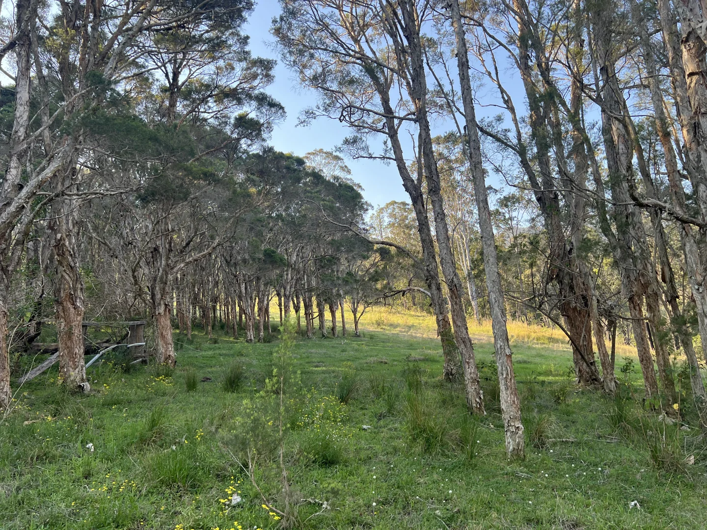 Additional image 10 of 179 Petroi Road, Lower Creek NSW 2440