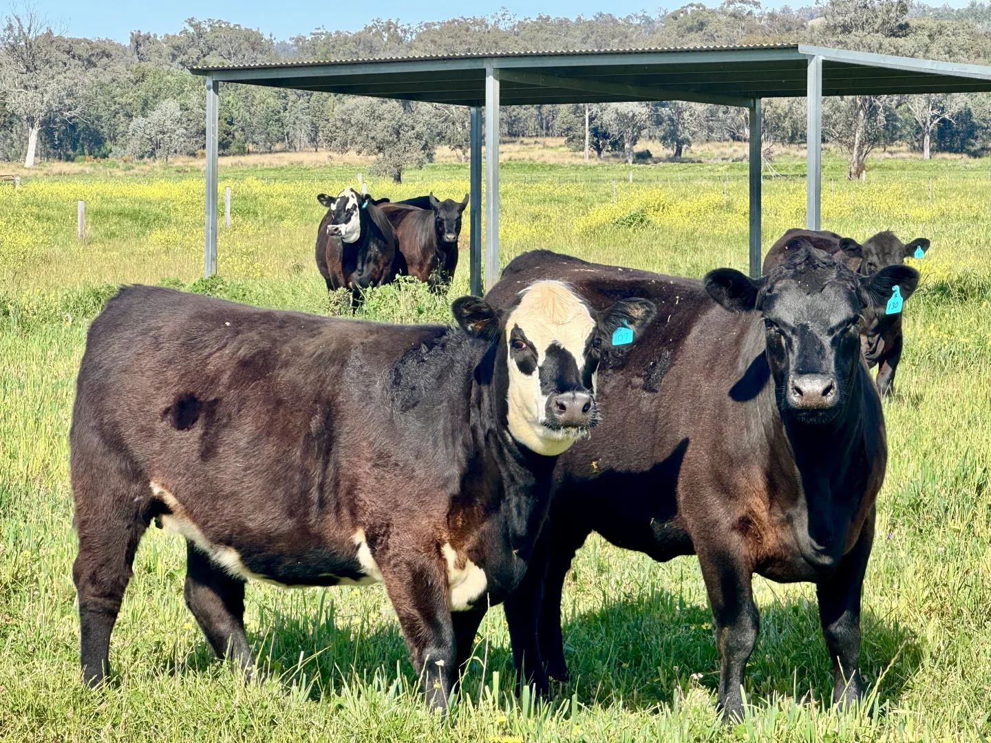 Additional image 7 of "Glenaladale" 167 Mooki Springs Road, Quirindi NSW 2343