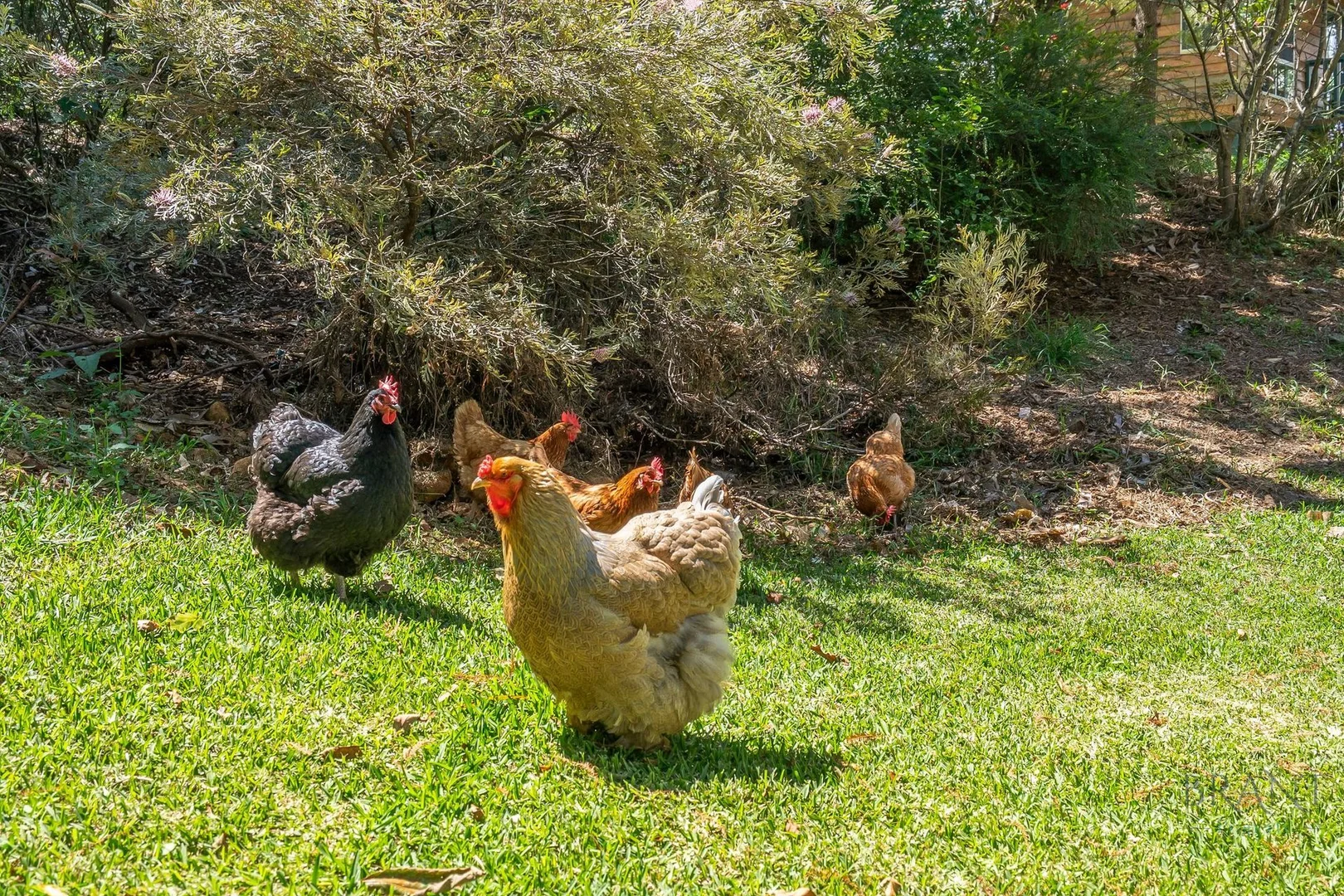 Additional image 26 of 392 Mountain View Road, Maleny QLD 4552