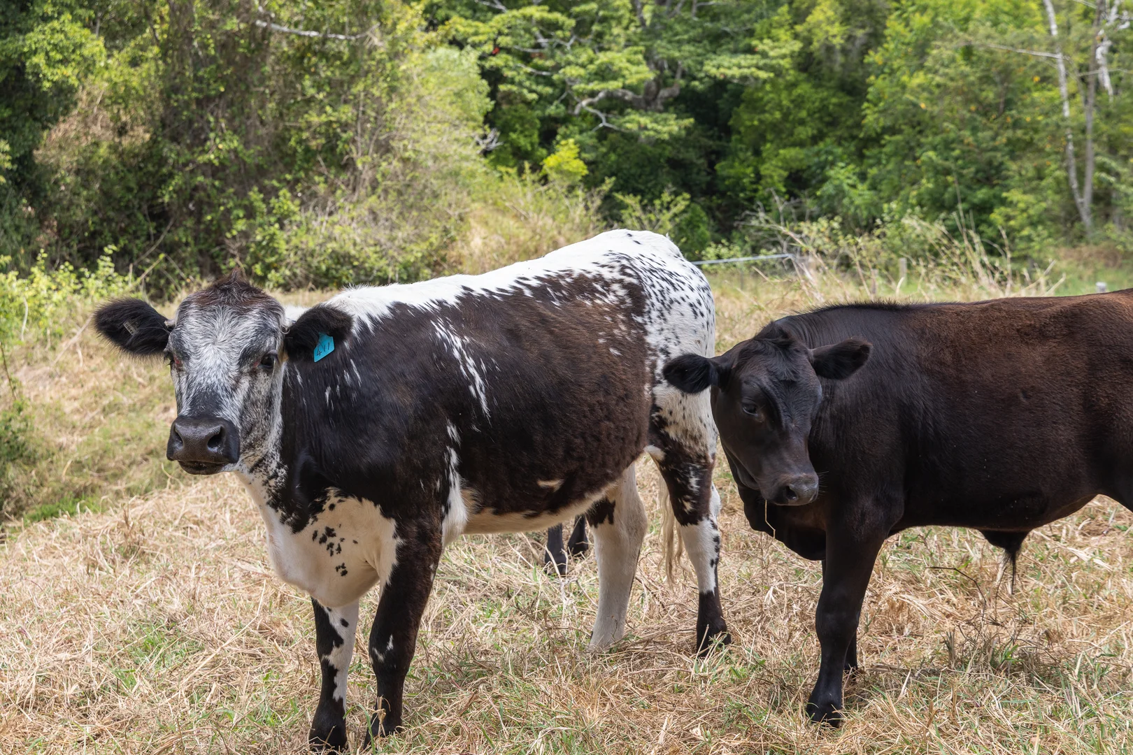 Additional image 15 of Cootharaba QLD 4565