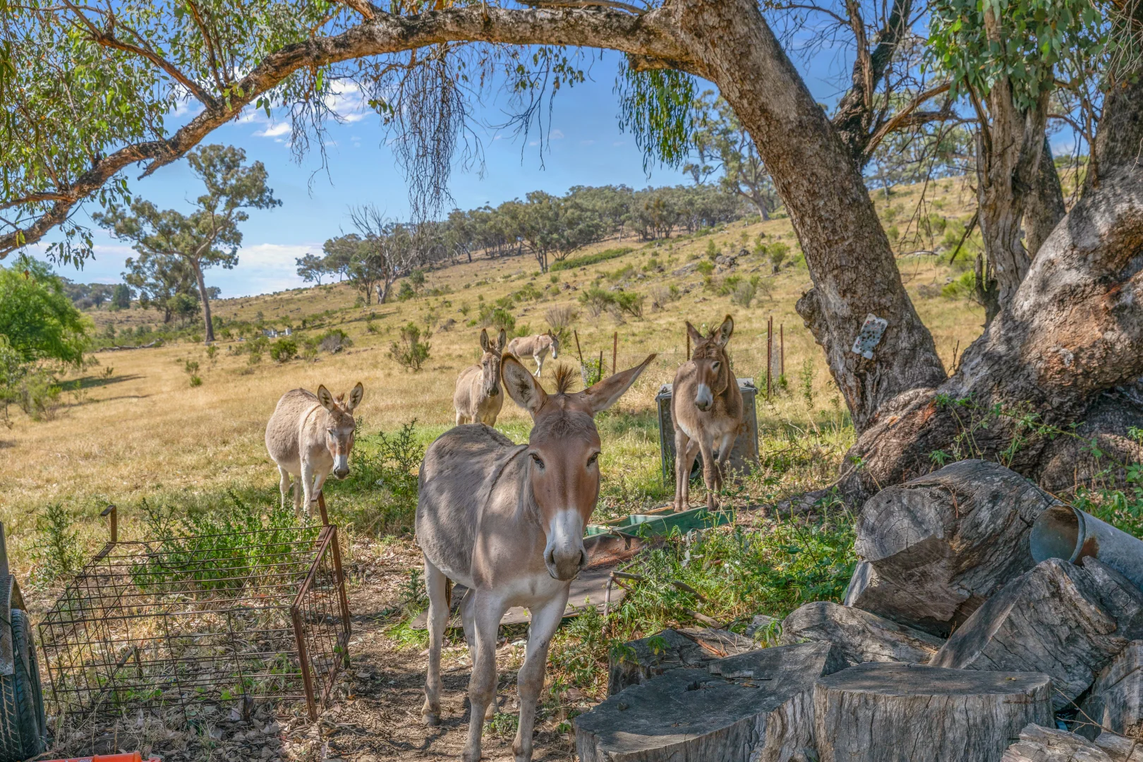 Additional image 12 of 1884 Lower Lewis Ponds Road, Ophir NSW 2800