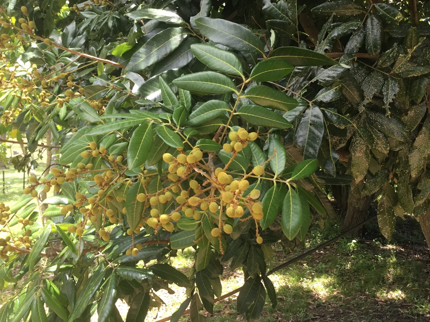 Additional image 22 of 39 Fryers Road, Hervey Range QLD 4817