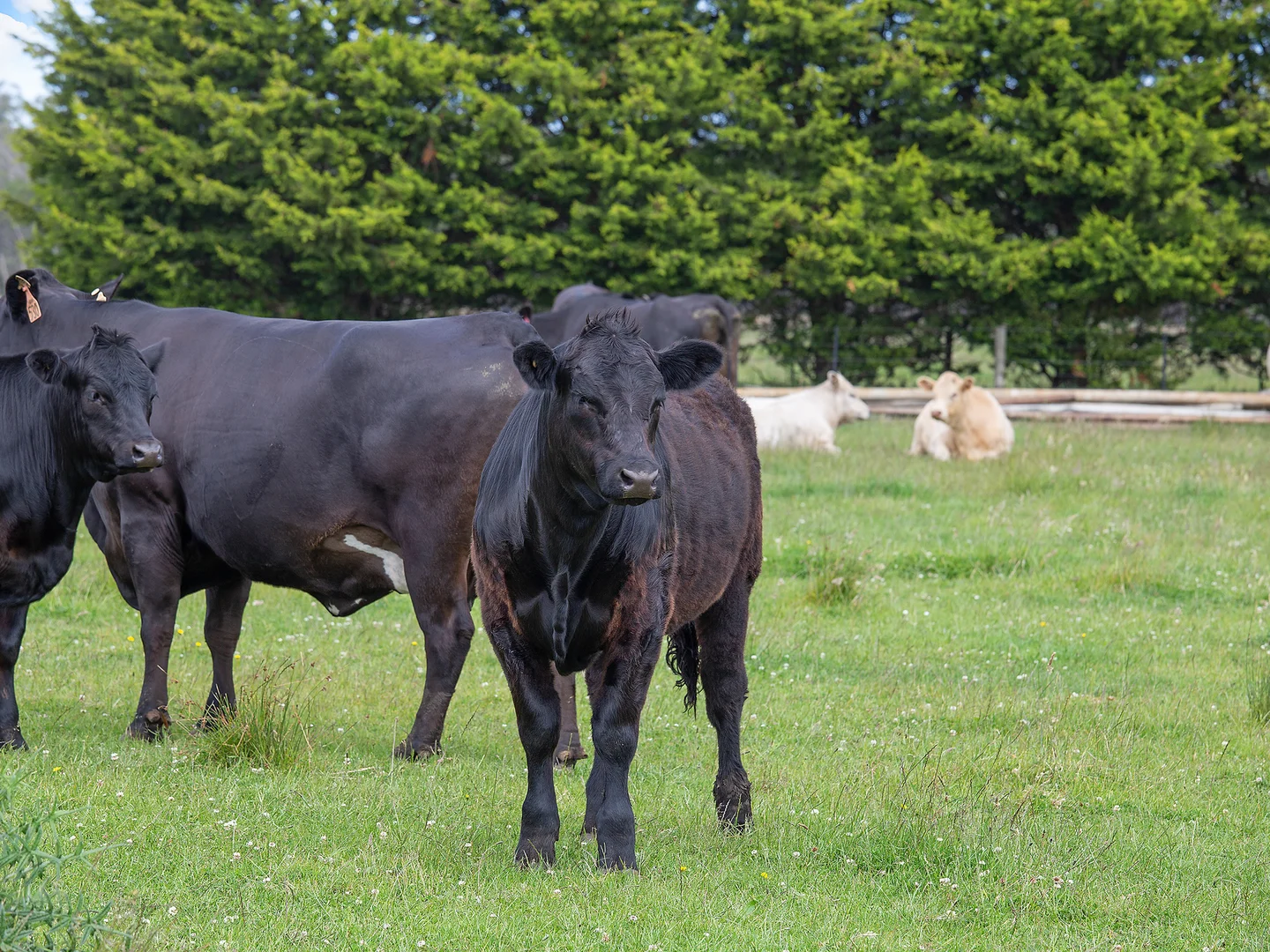 Additional image 13 of 931 Gorae Road, Gorae VIC 3305