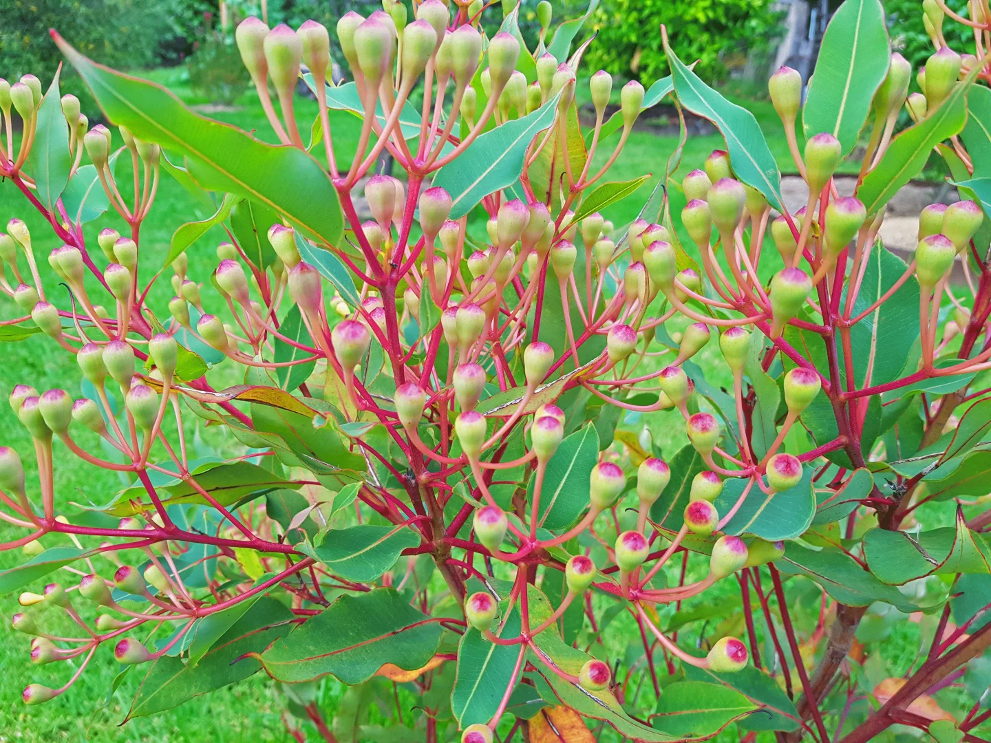 Additional image 9 of 90 Harris Street, Corryong VIC 3707