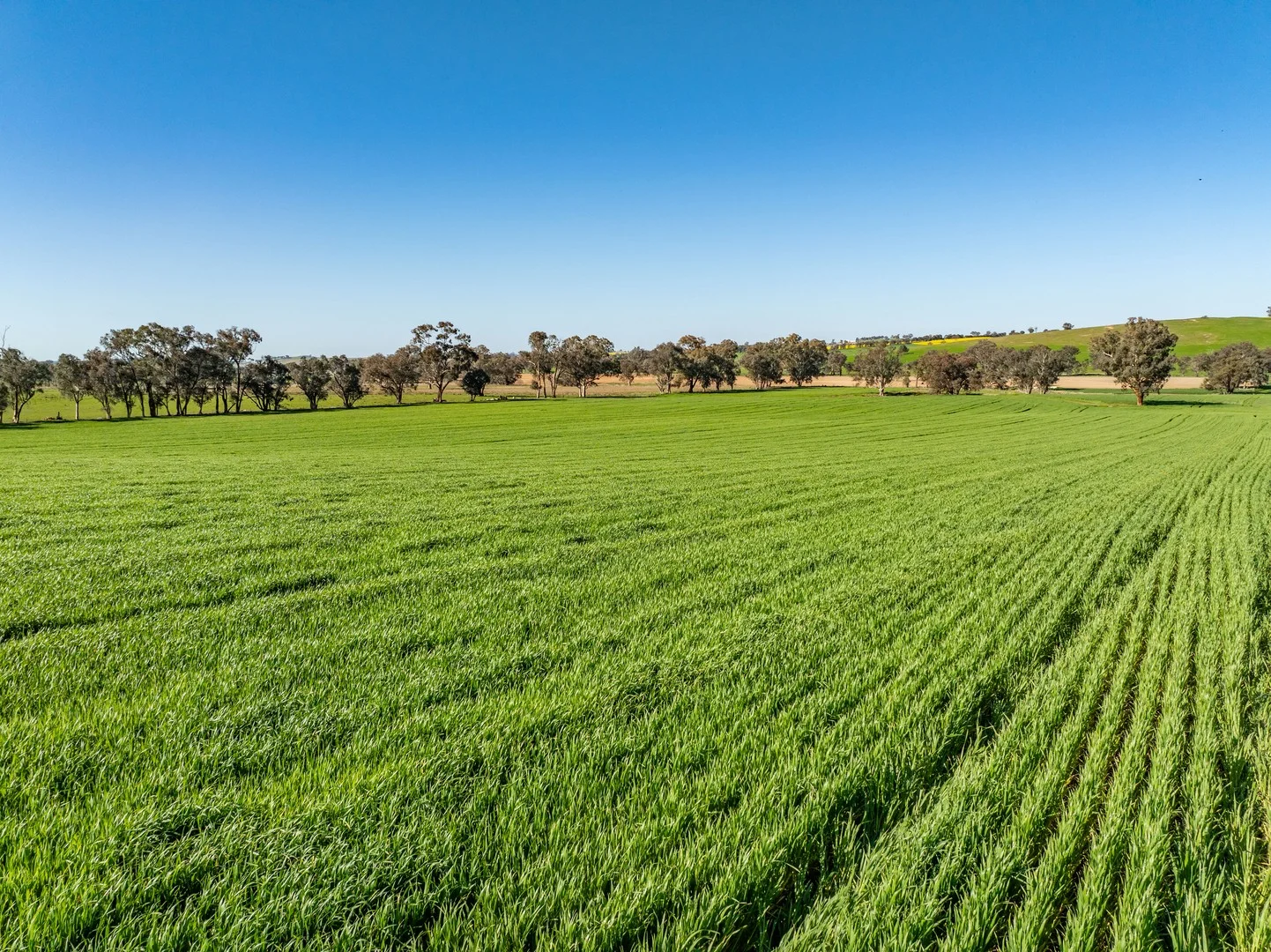 Additional image 4 of Bumbaldry Road, Greenethorpe NSW 2809