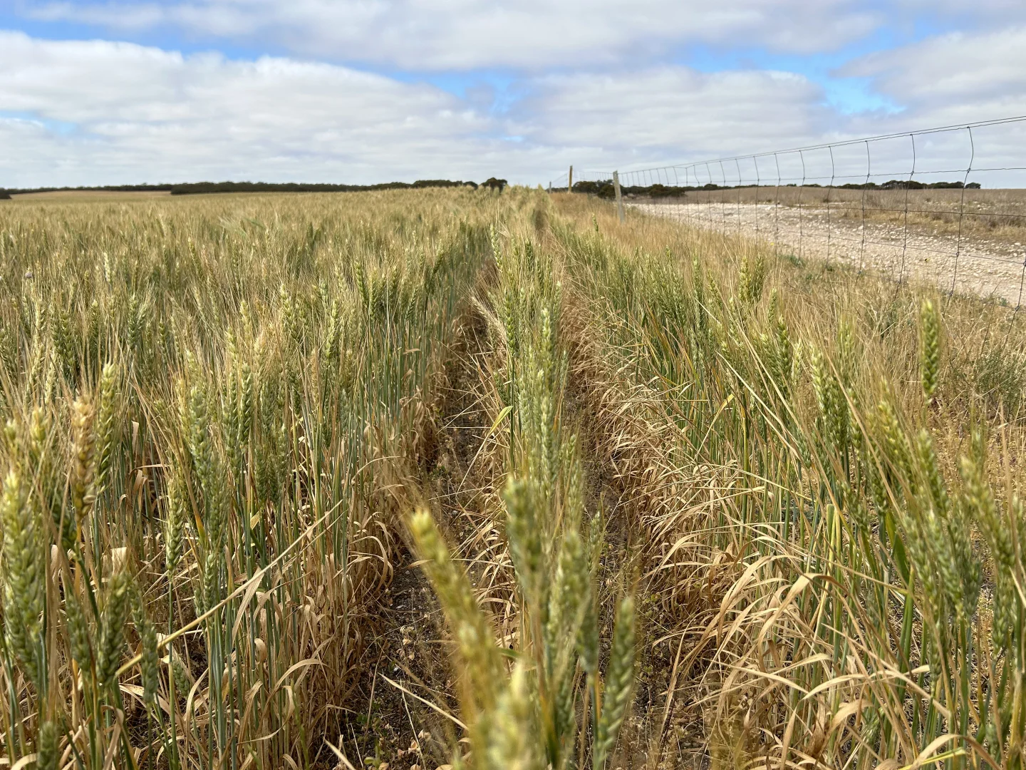 Additional image 28 of 163 McAskill Road, Karkoo SA 5632